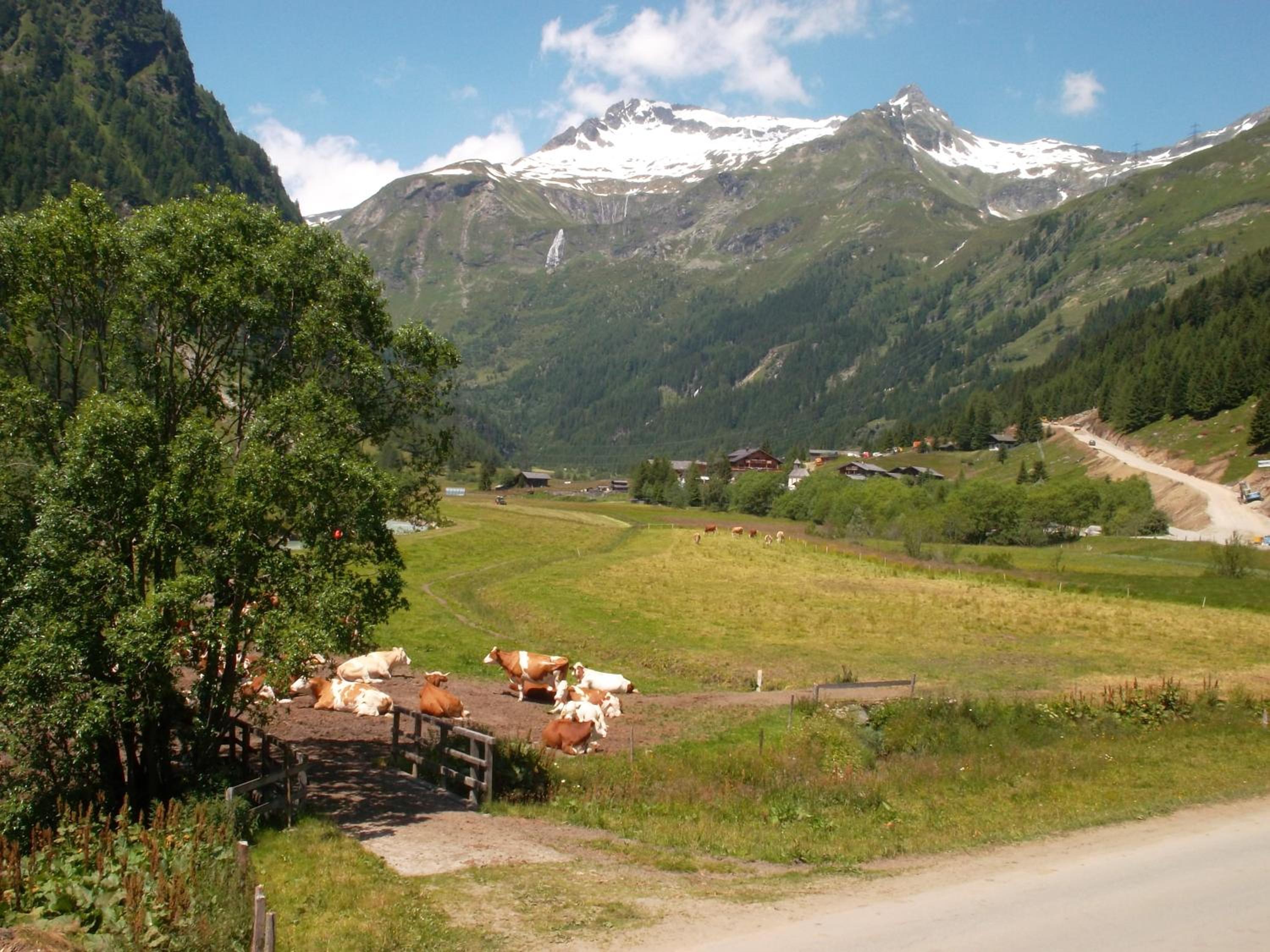 Riepleralm
