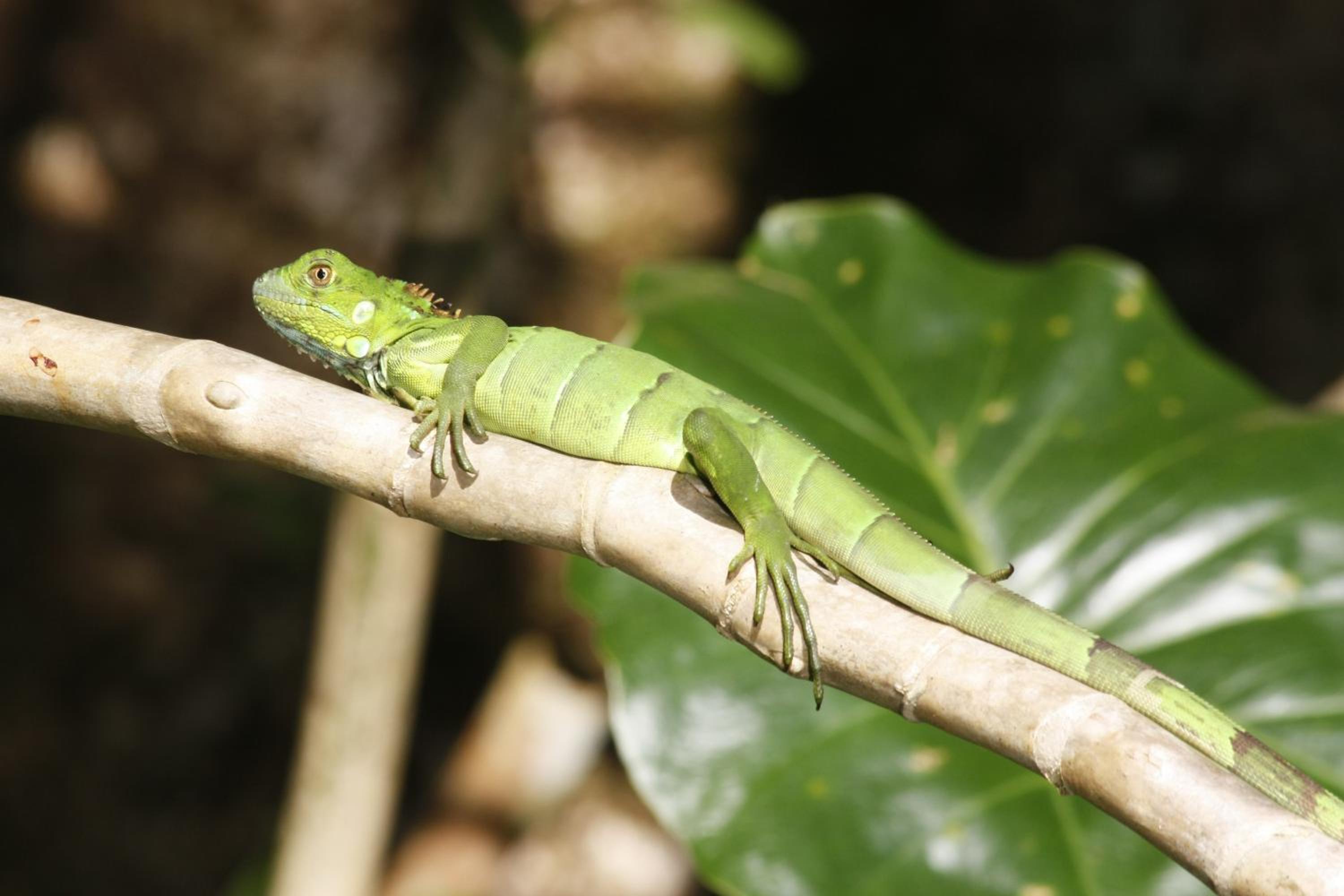 Costa Rica Caribbean Coast Vacations - Evergreen Lodge - Property Image 14