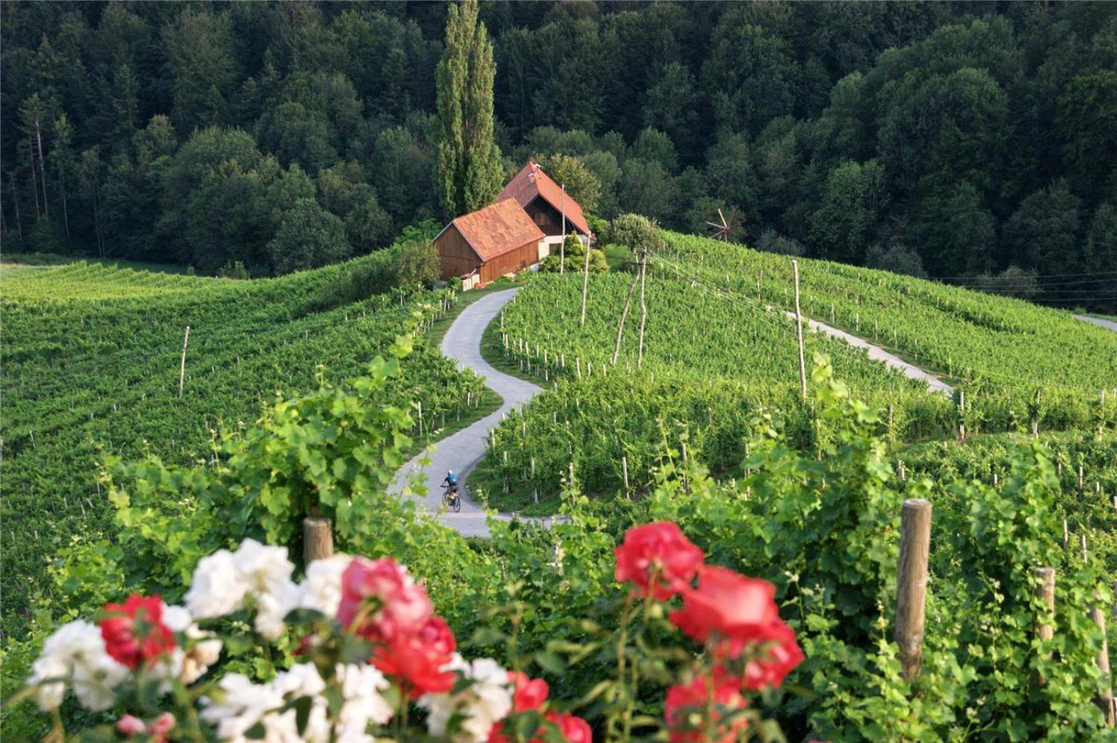 Weingut- Gästezimmer Marko view 5