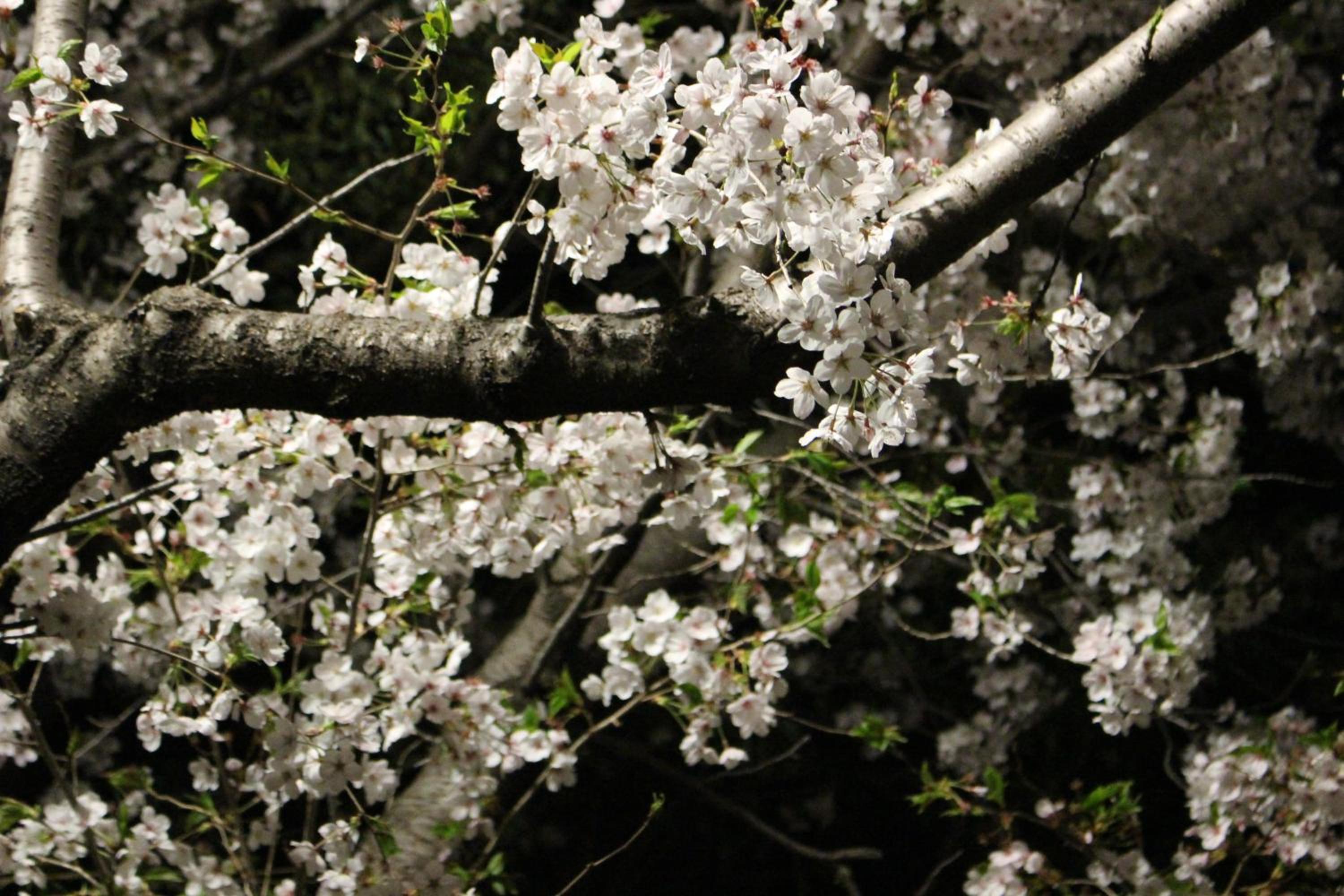 Laforet Tokaichi
