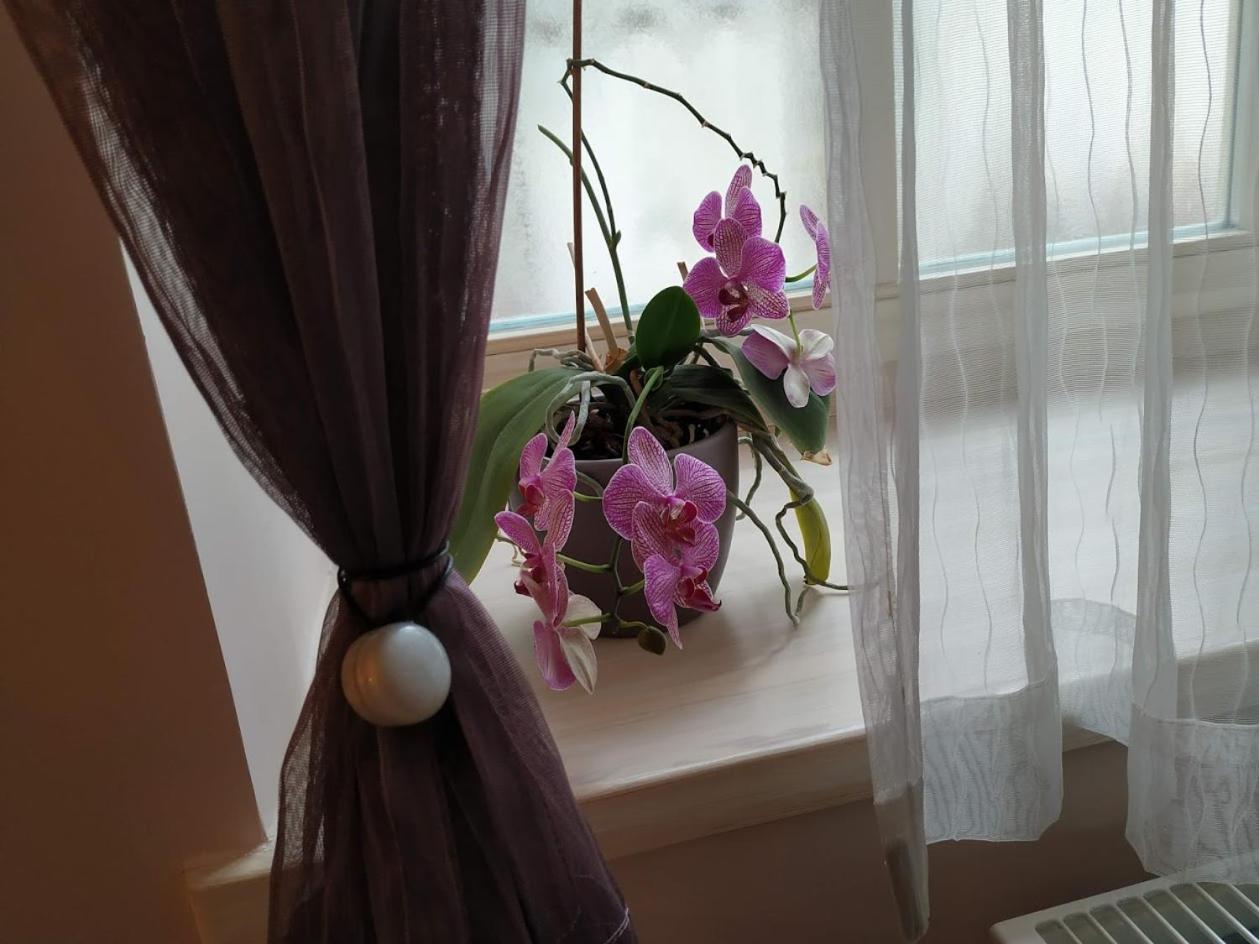 Király Apartman view 4