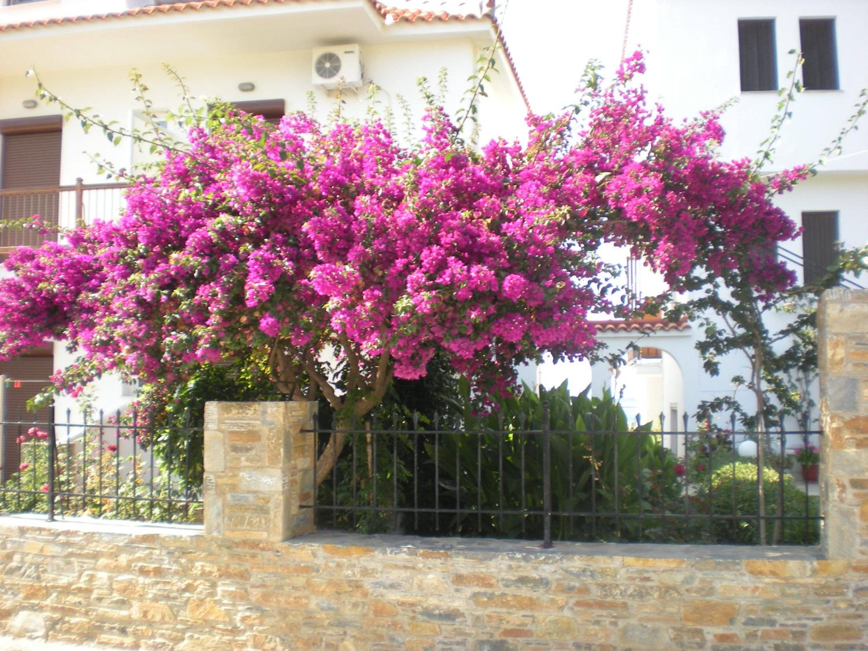 ANTONIOS Skopelos studios apartments