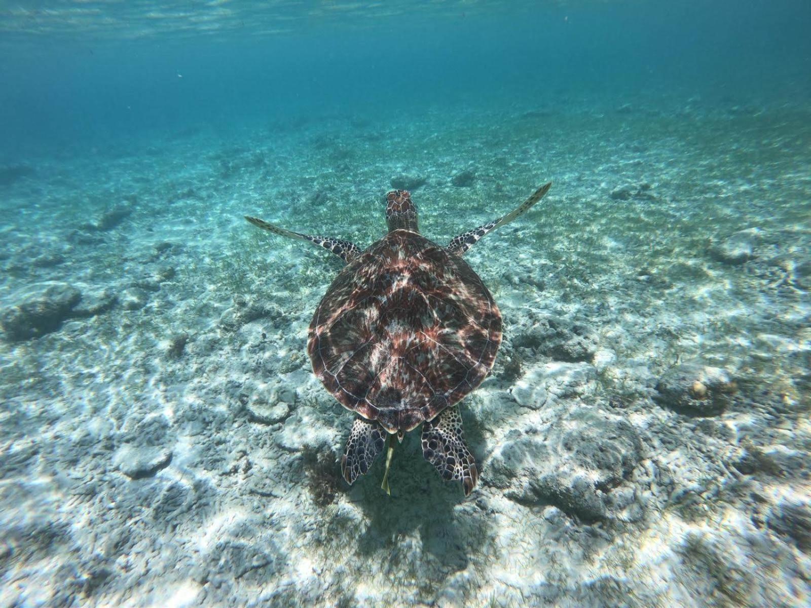 Gili Tenda