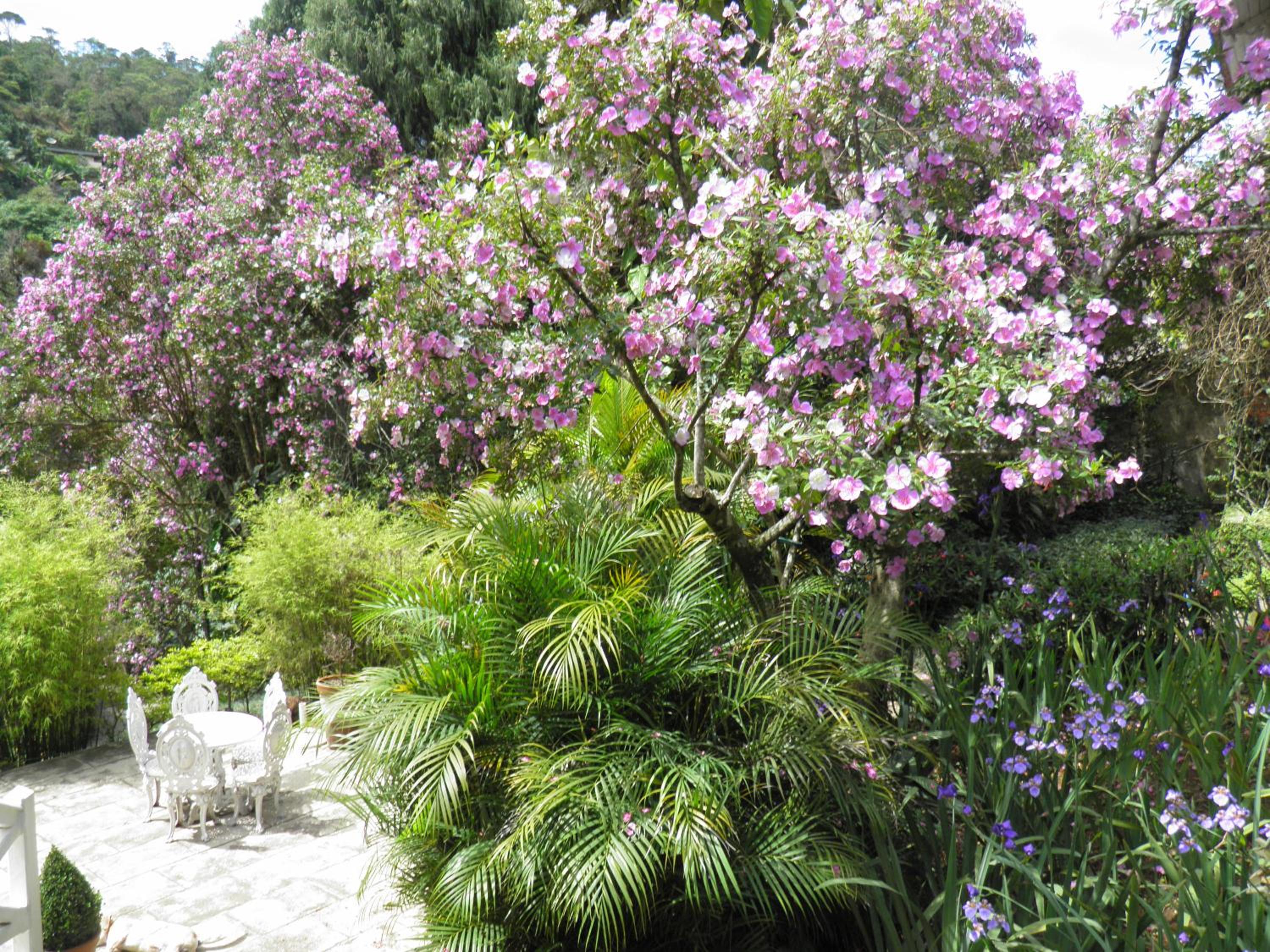 Villa Violeta