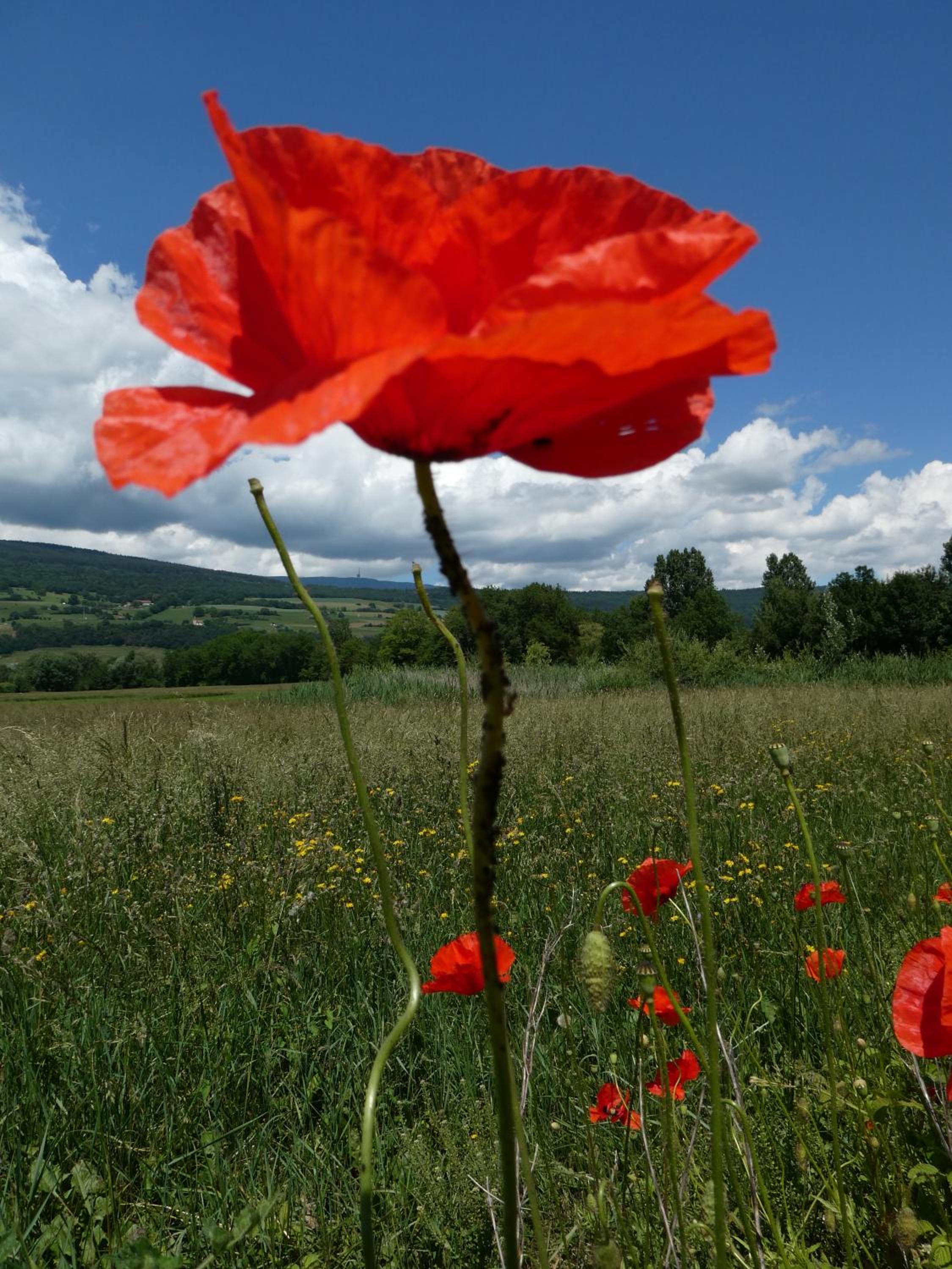Bed and Breakfast La Petite Thielle