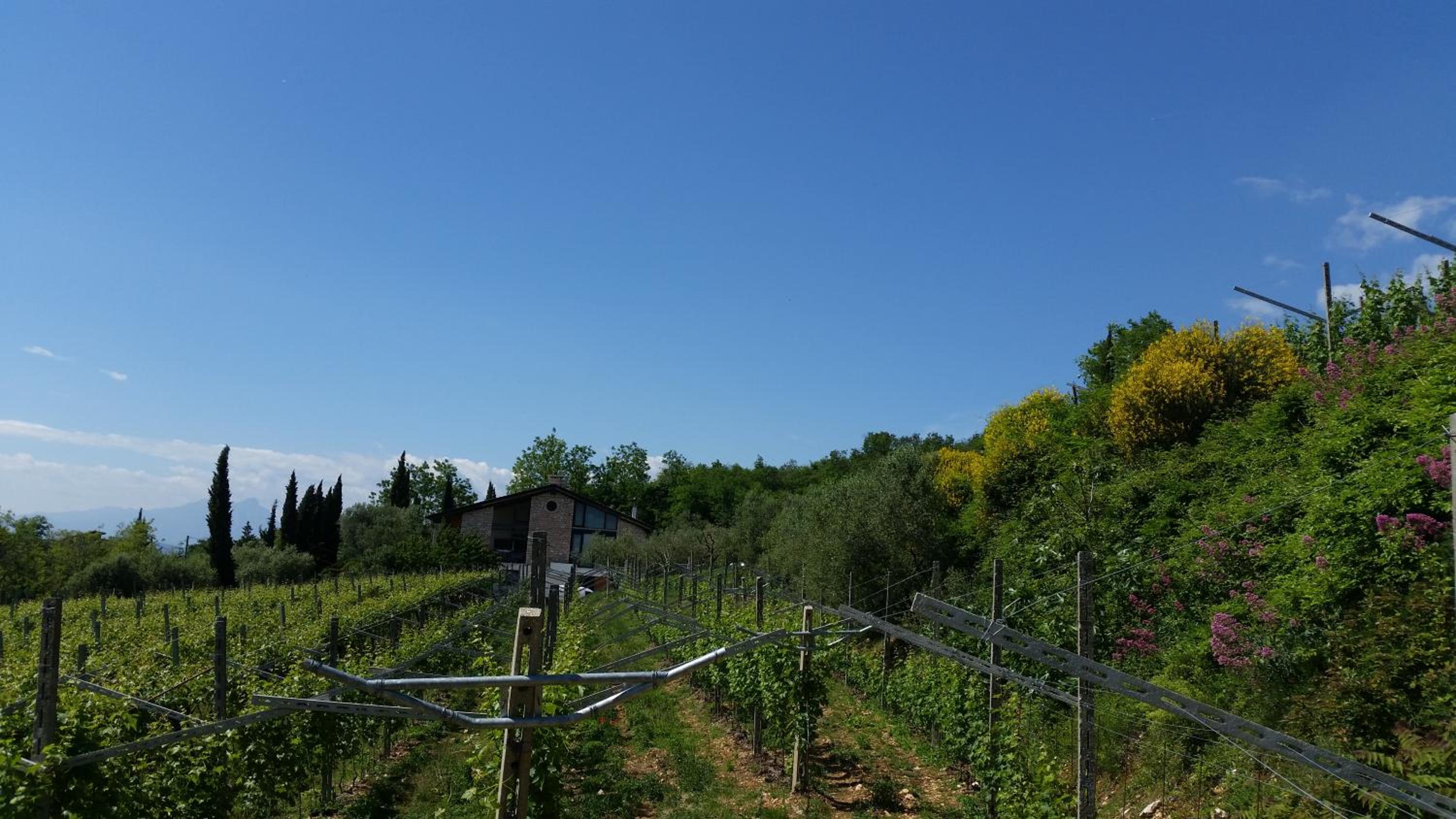"Cortela" appartameni in villetta singola view 2