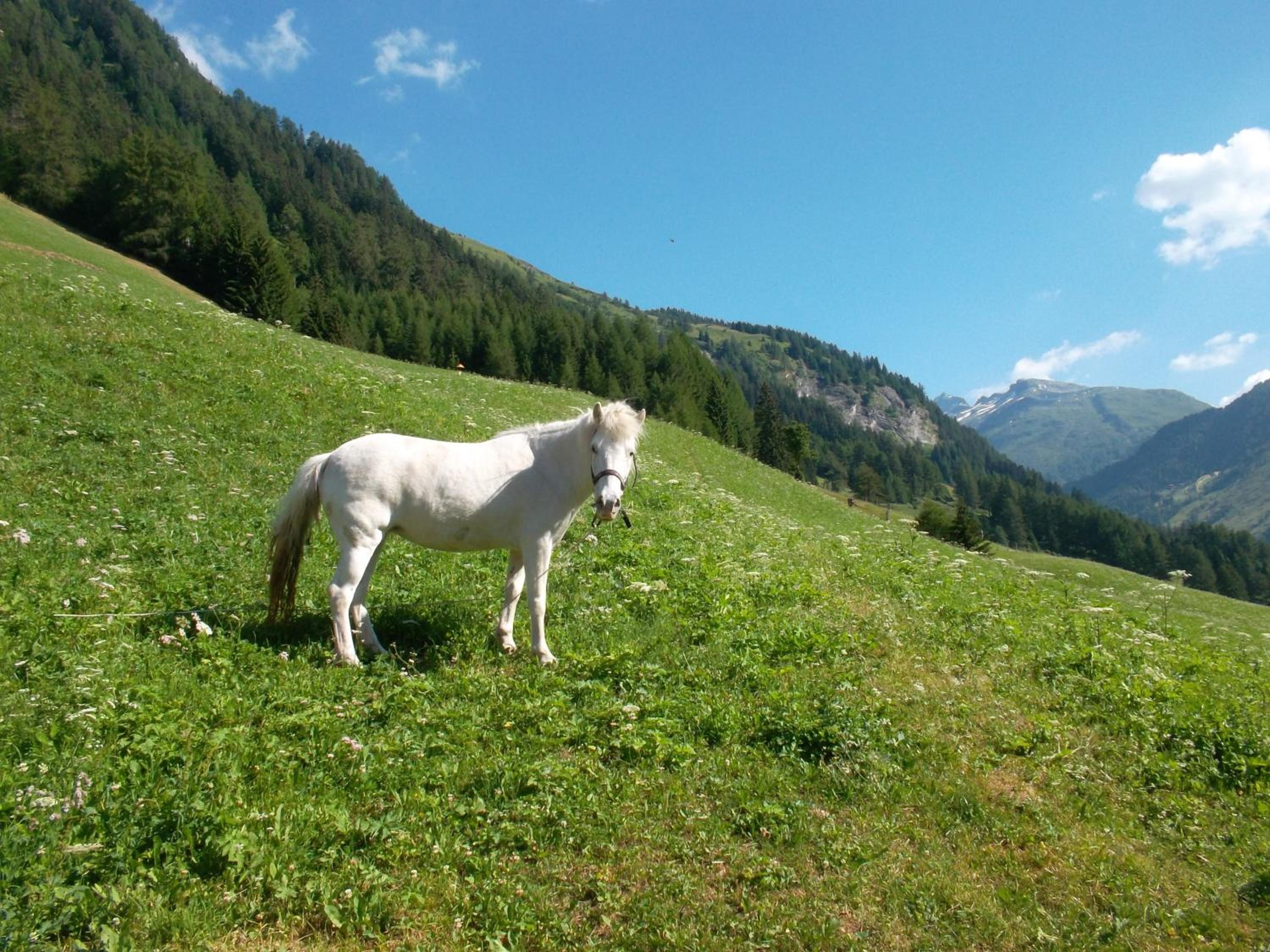 Riepleralm