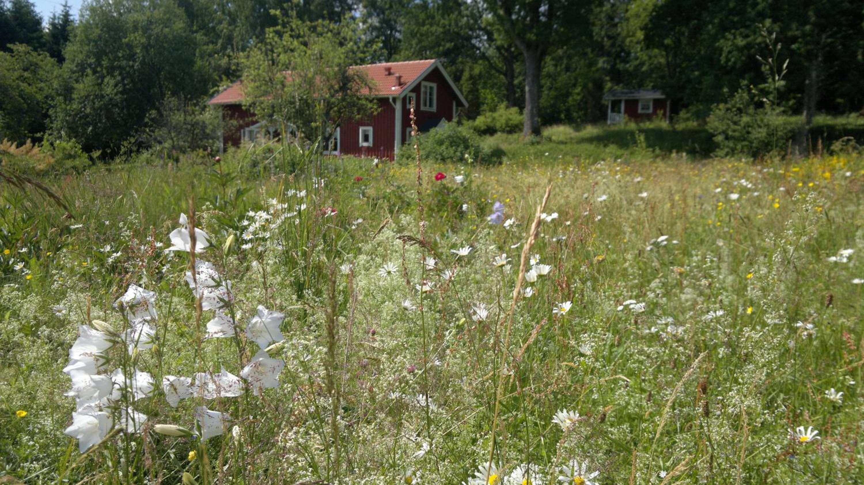 Kylås Vildmark view 2