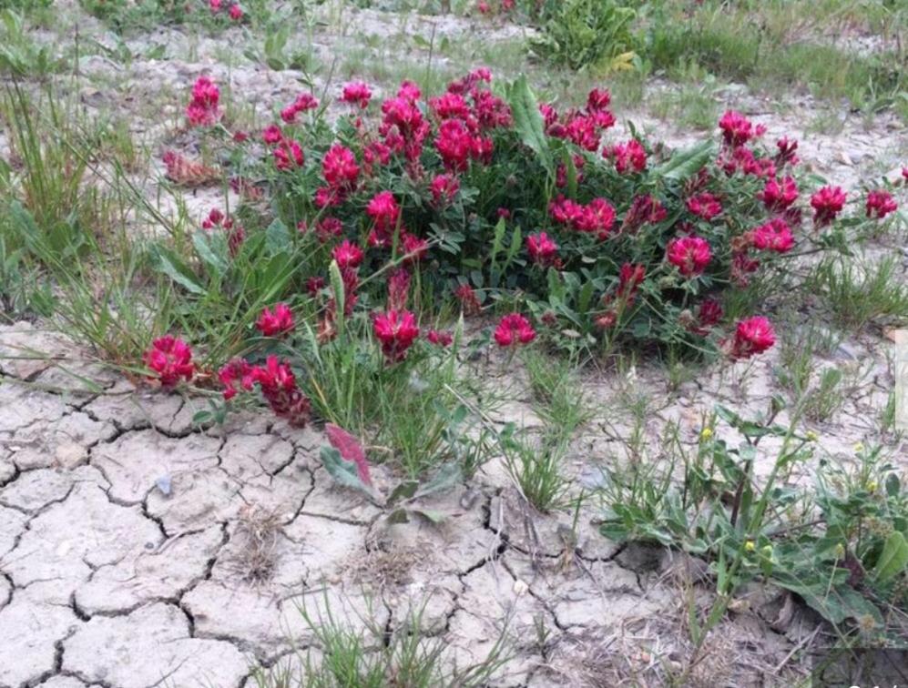 Photo 42