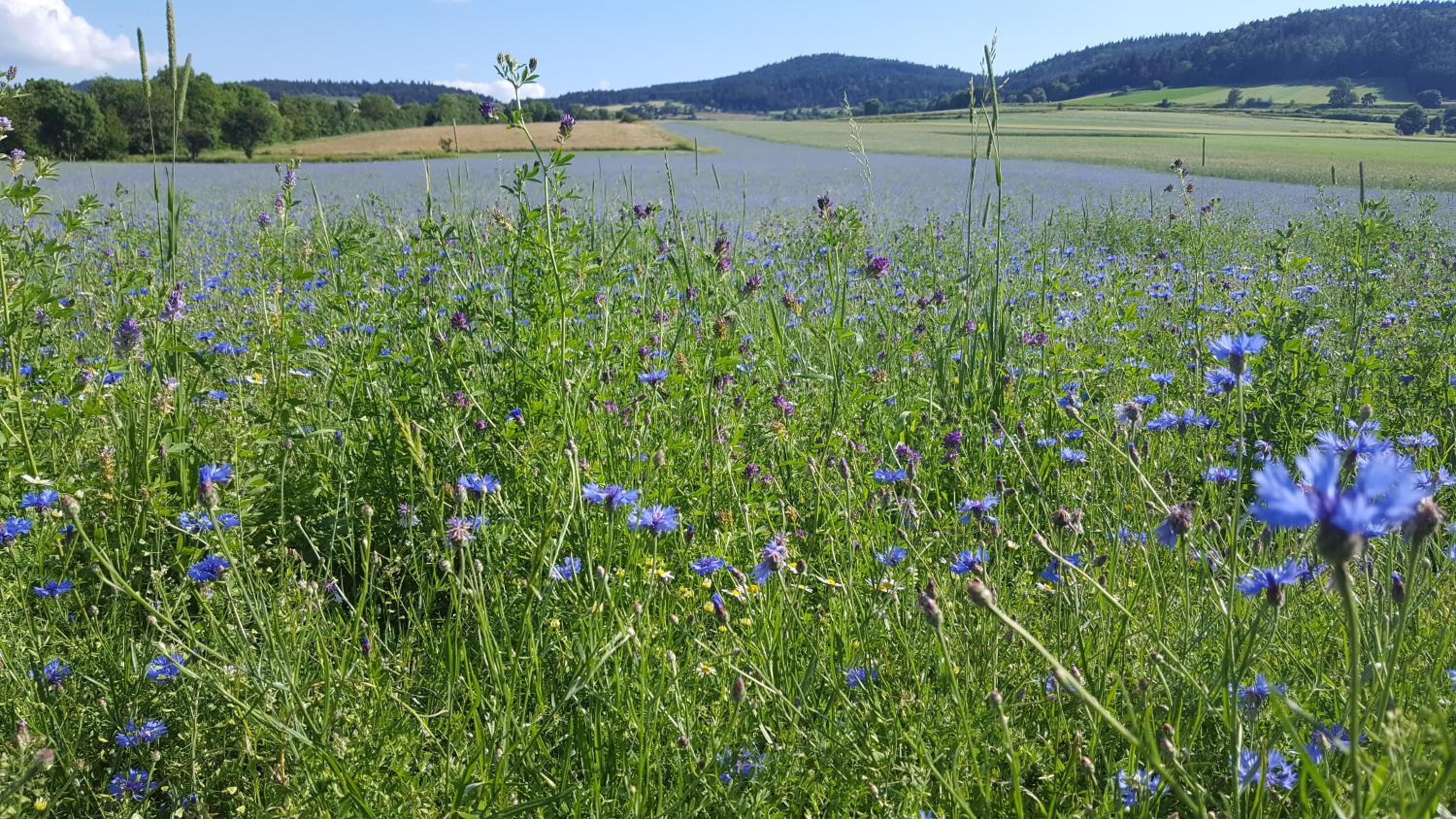 Le Marconnès view 5