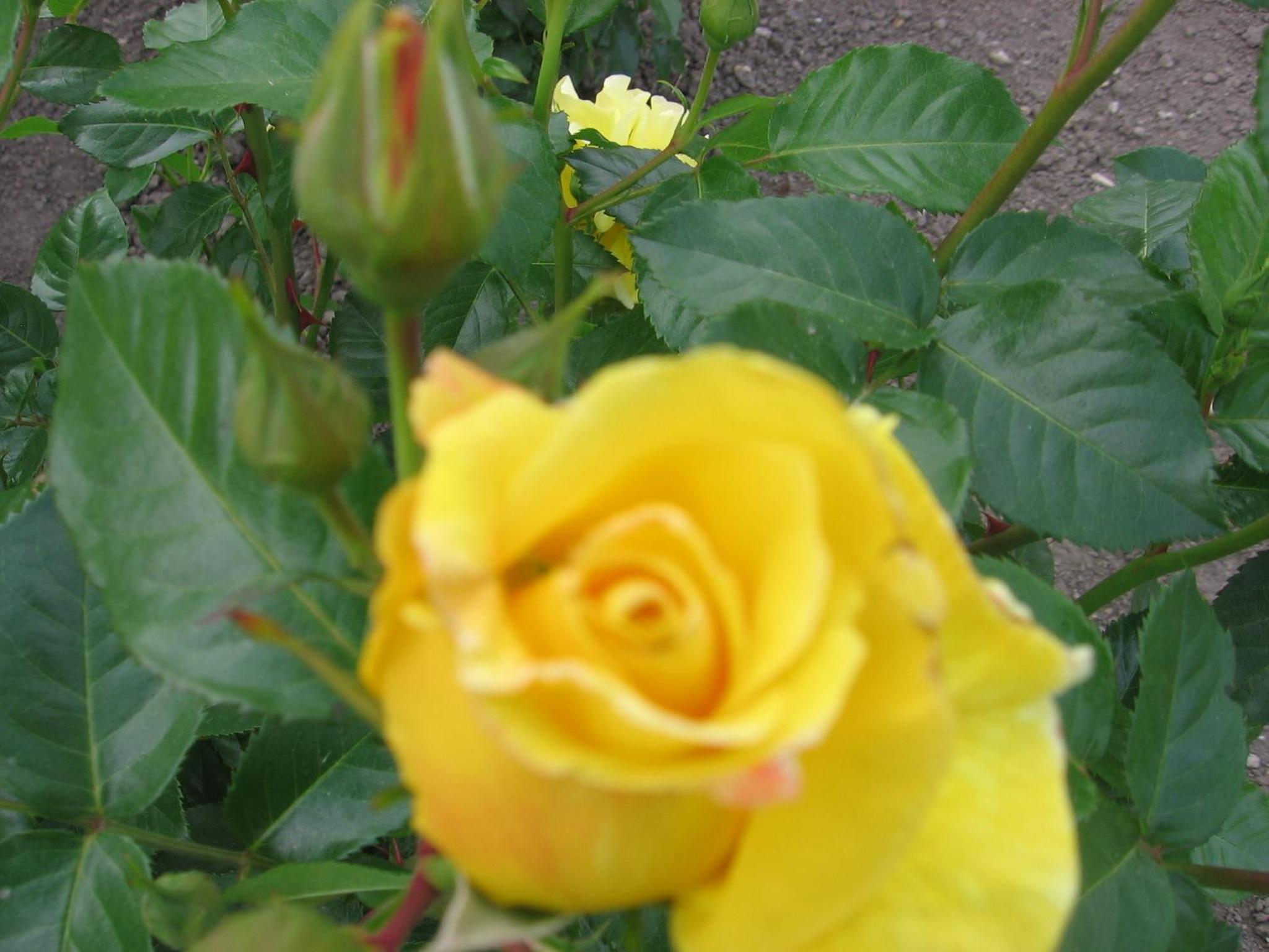 Photo 33