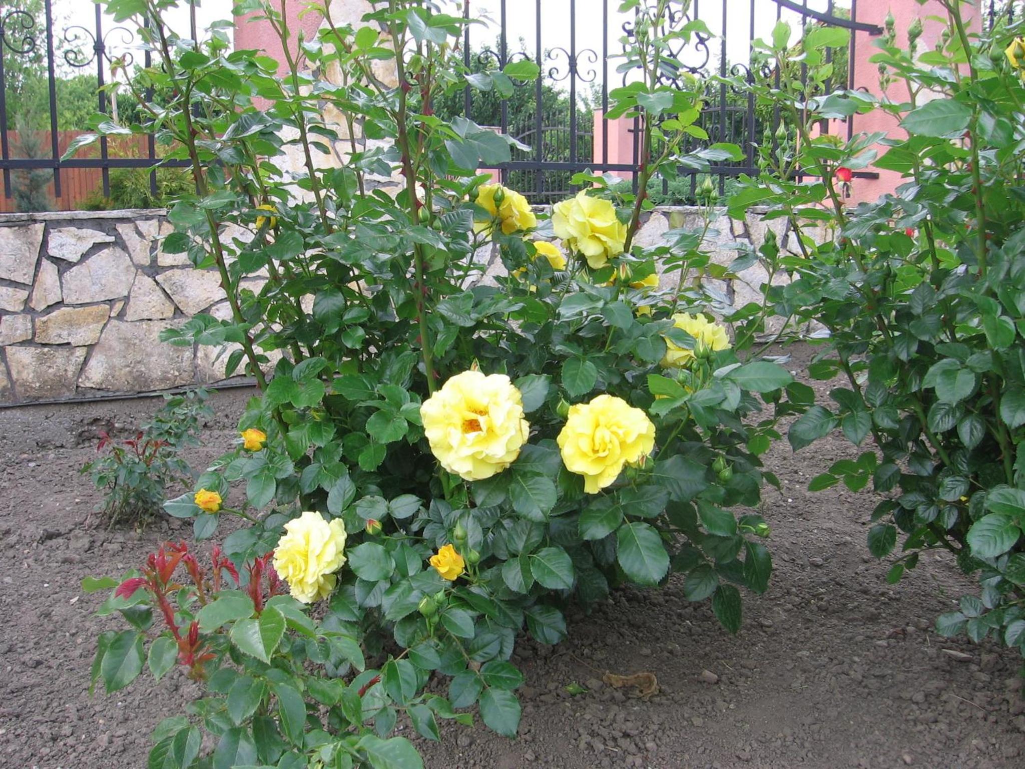 Photo 31
