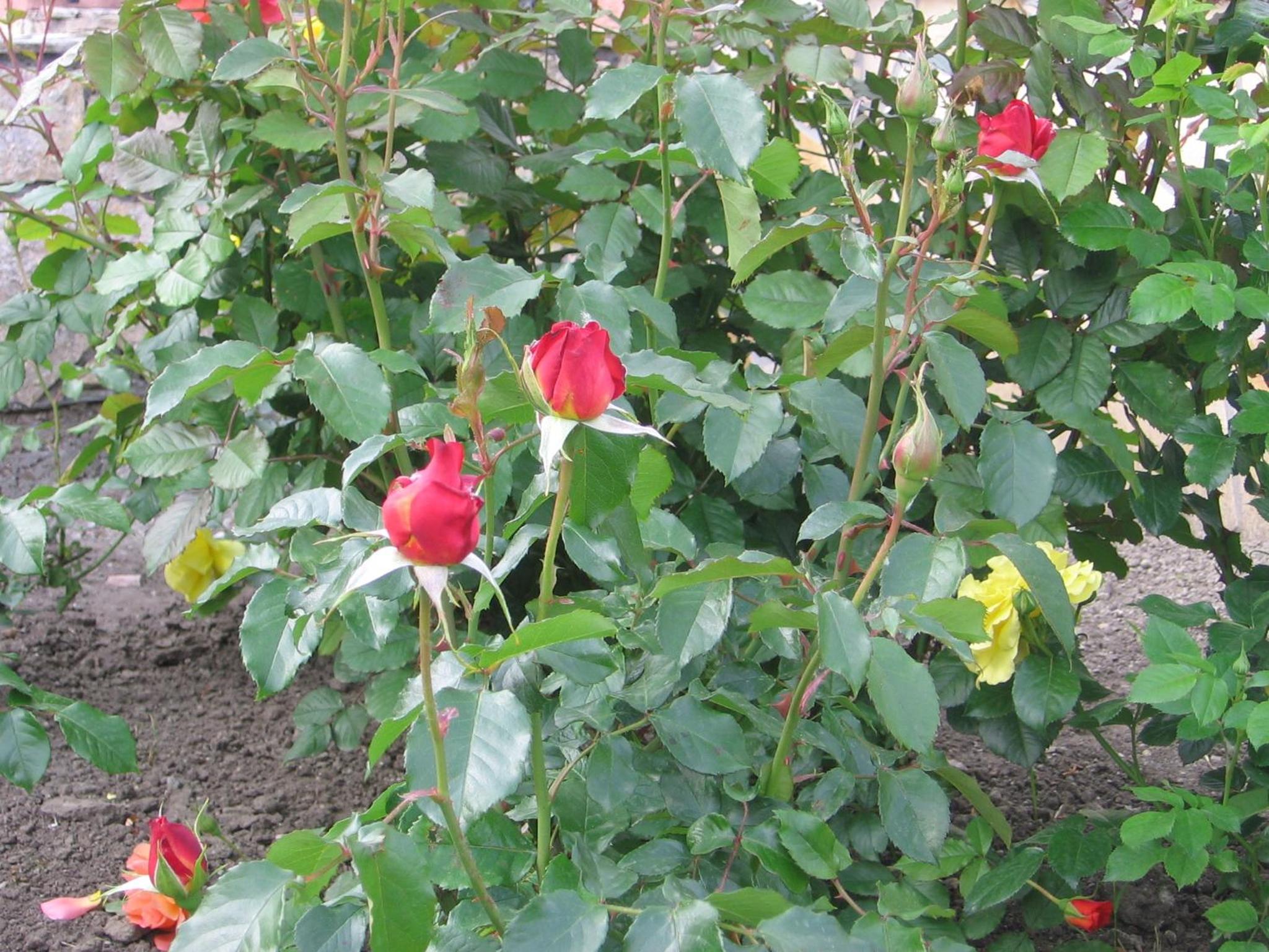 Photo 30