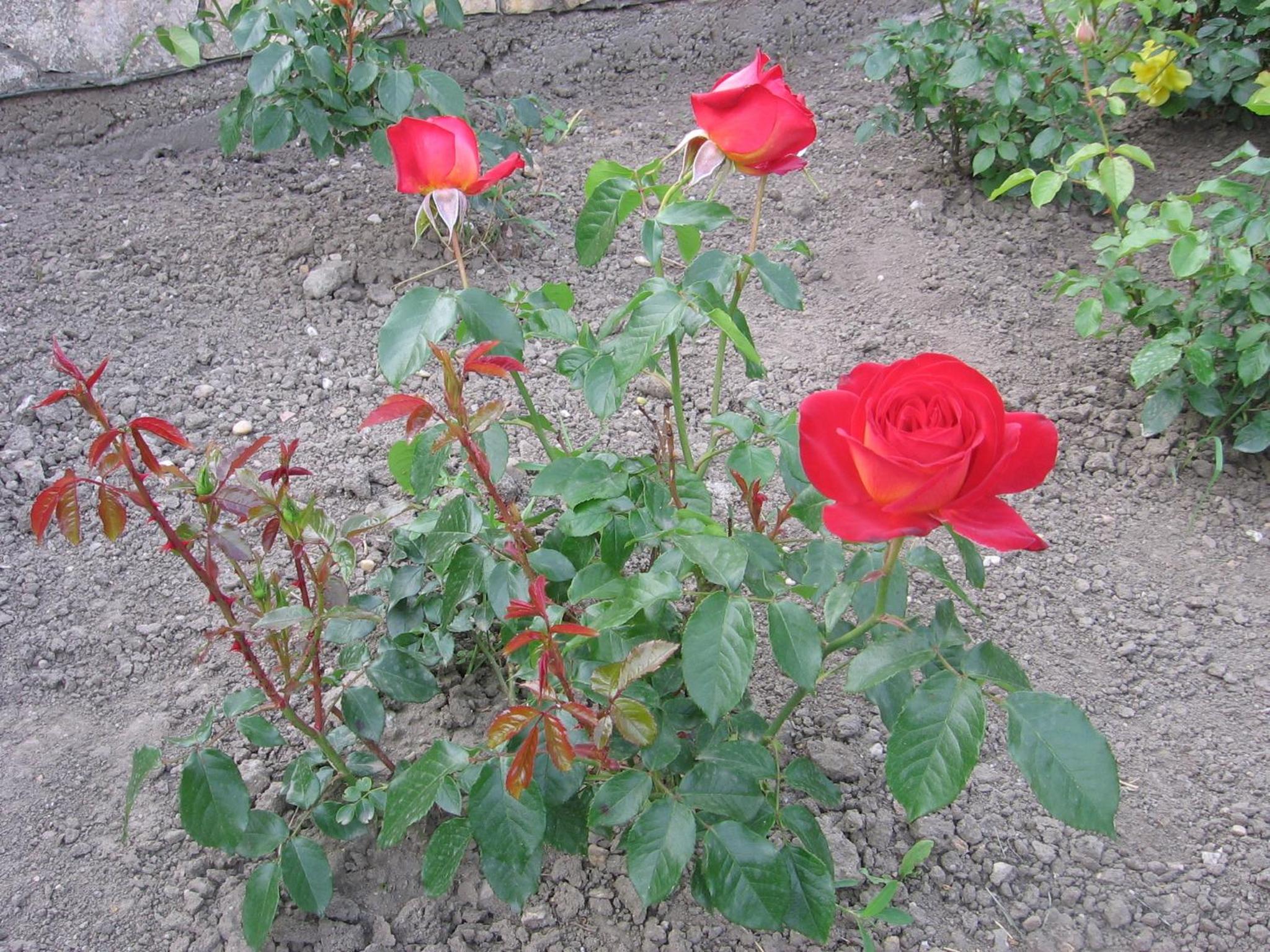 Photo 38