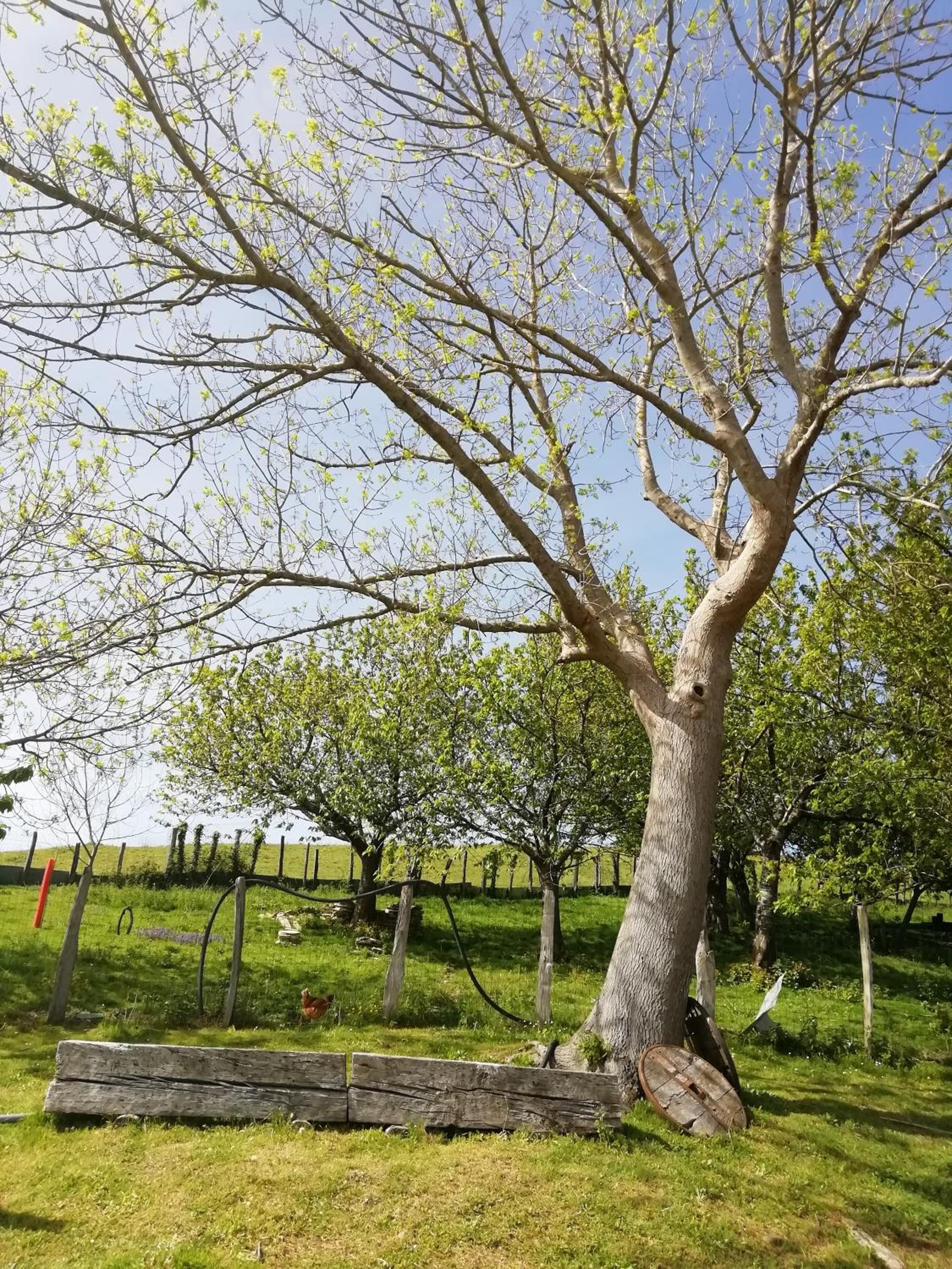Agroturismo Pagoederraga