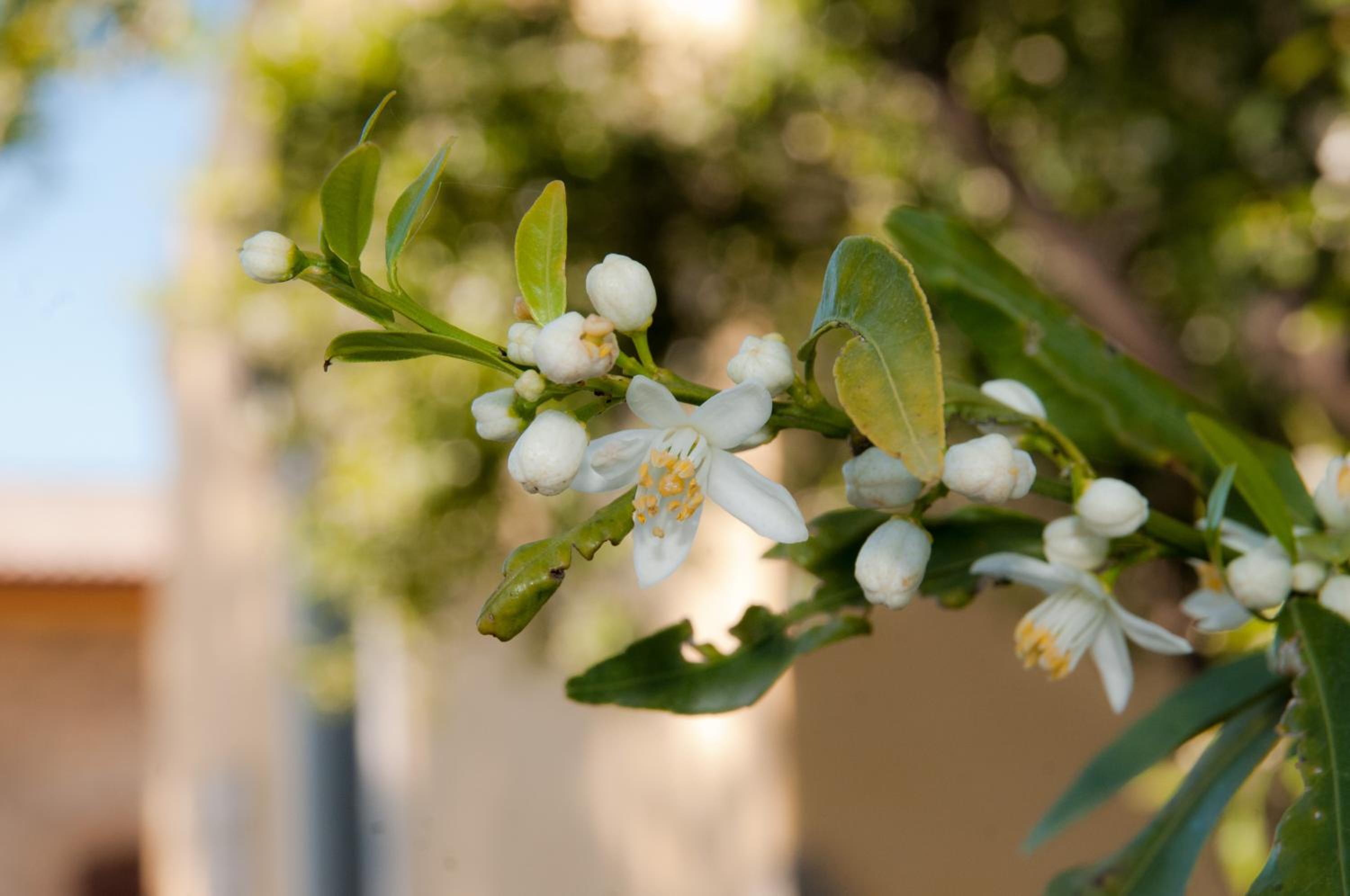 Il Giardino Del Sole