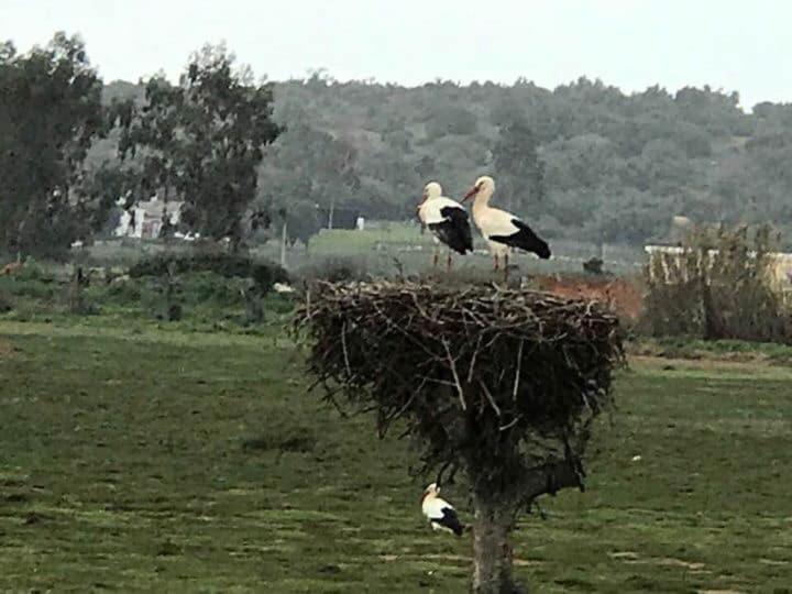 Quinta de Santo Antonio AC2