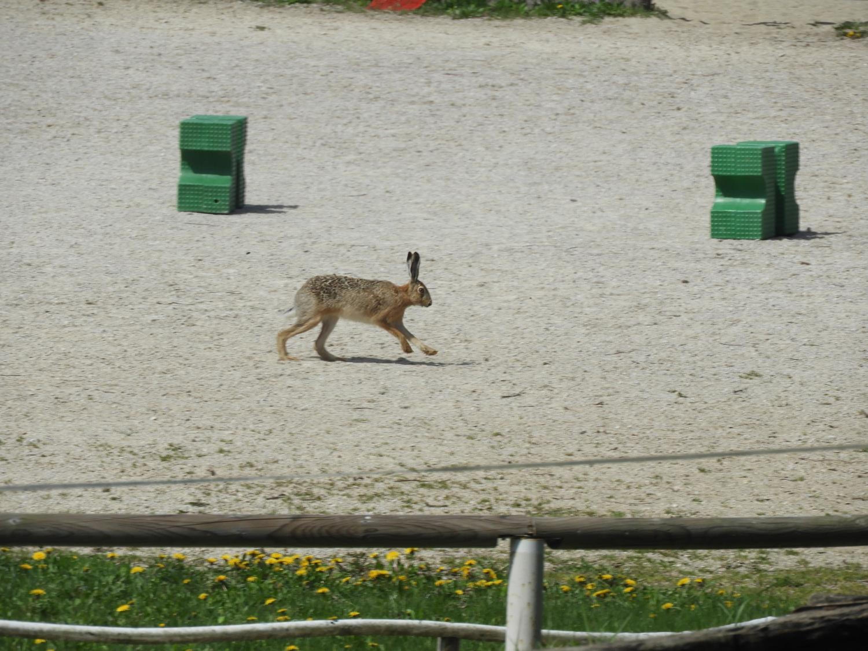 Photo 44