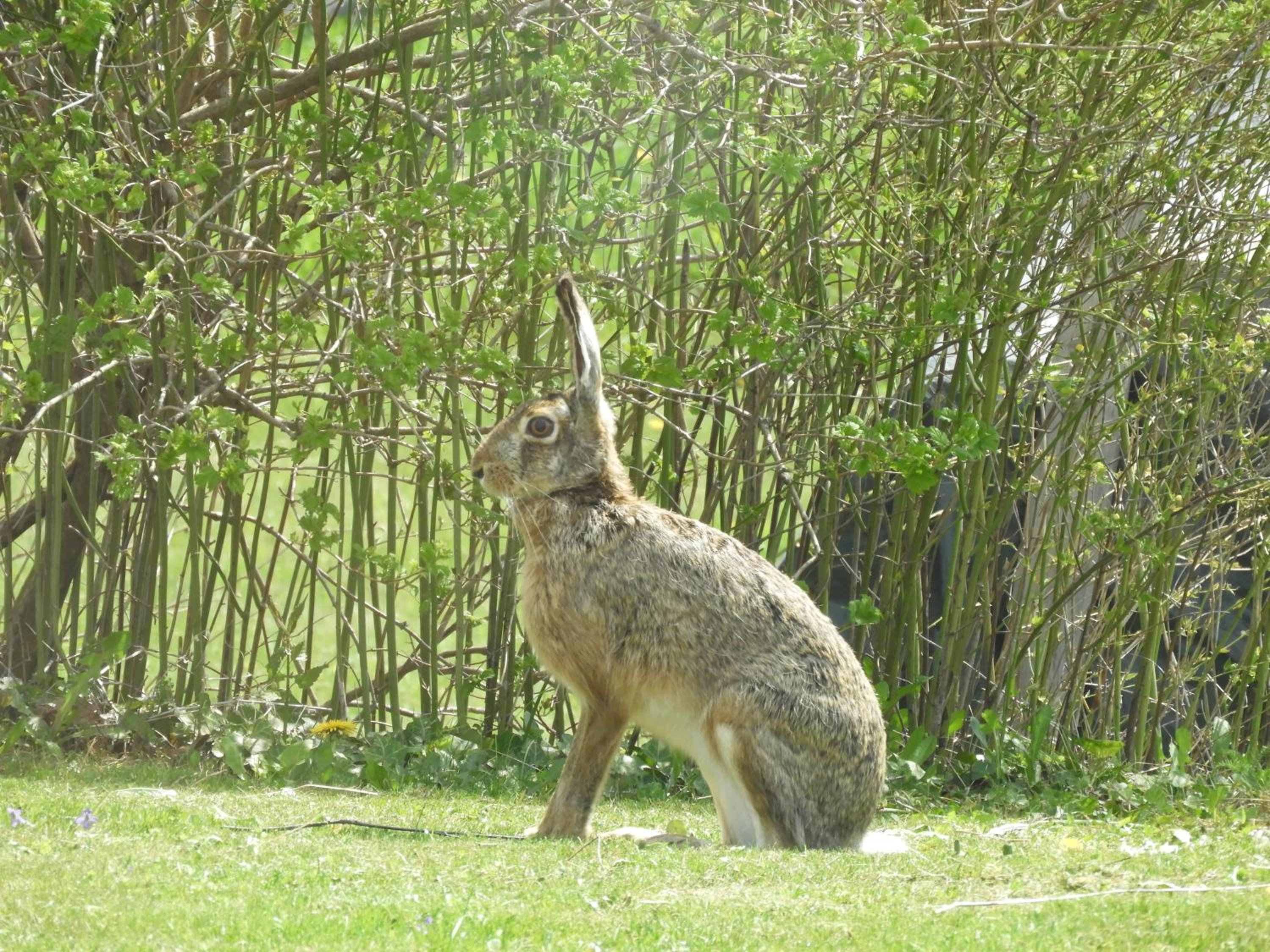 Photo 40