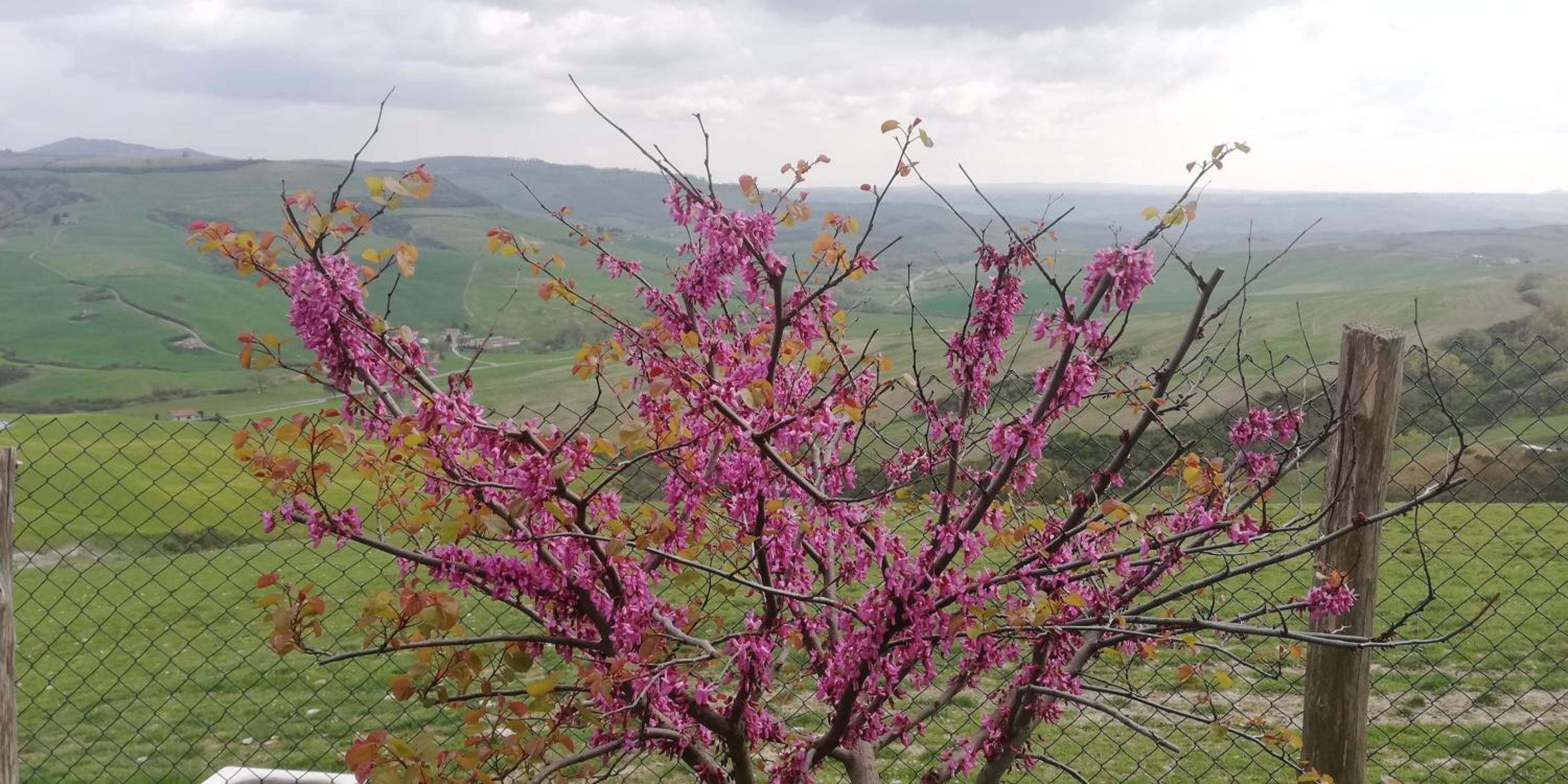 Agriturismo Collomici