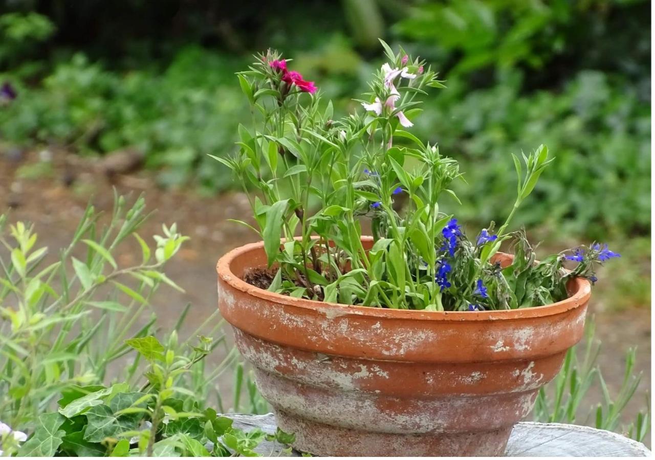 garden