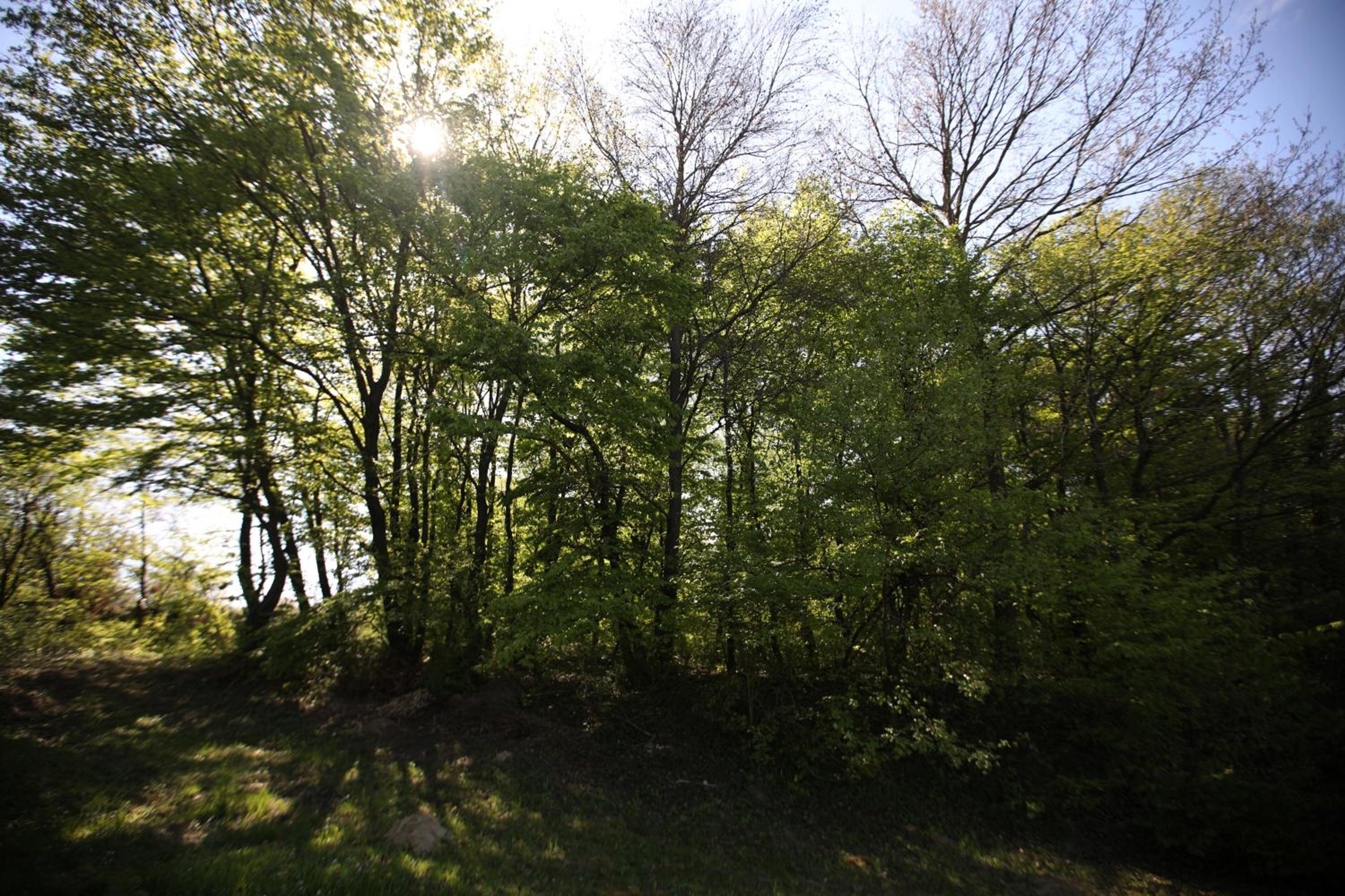 Photo 46