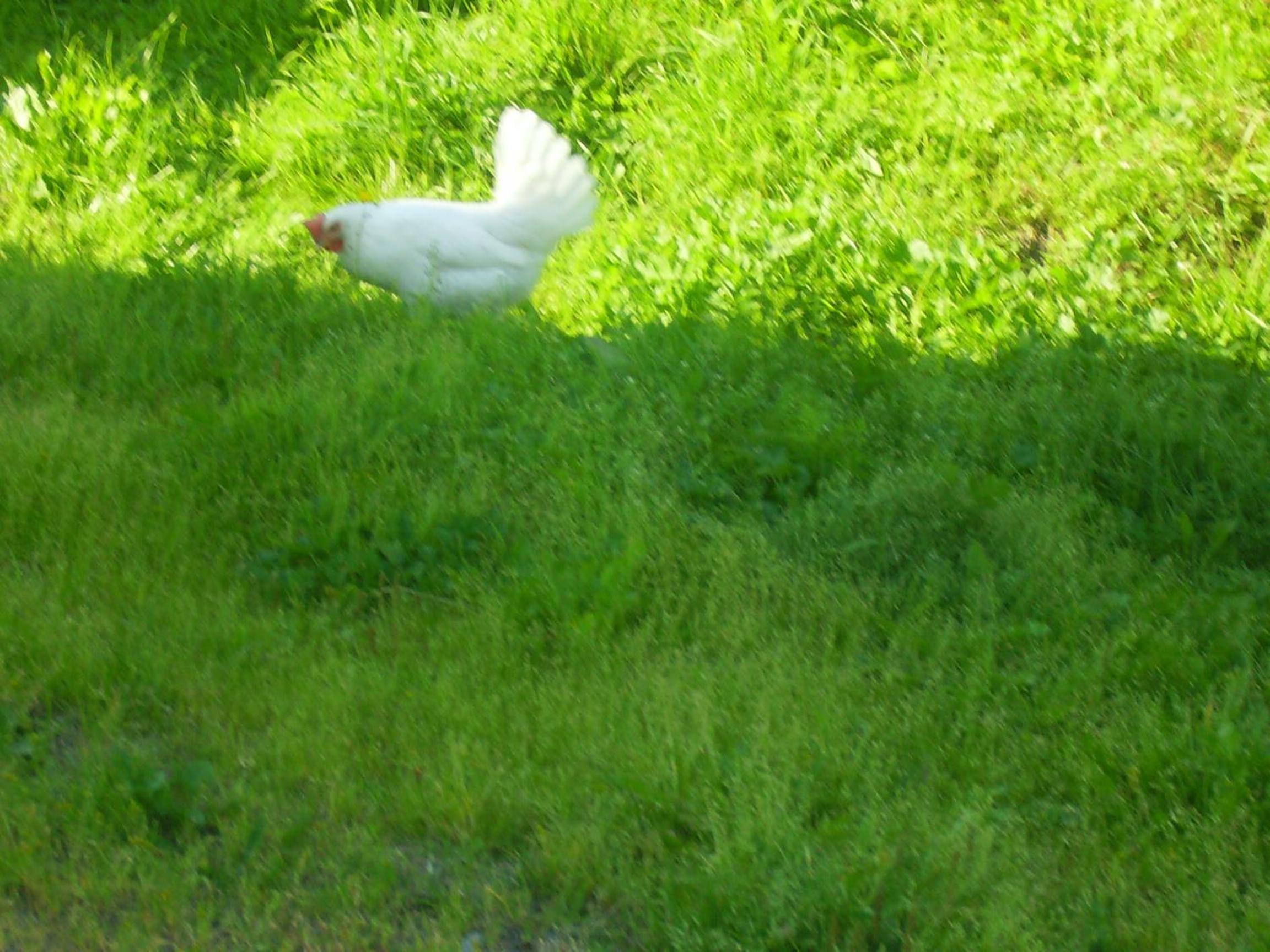 Photo 41