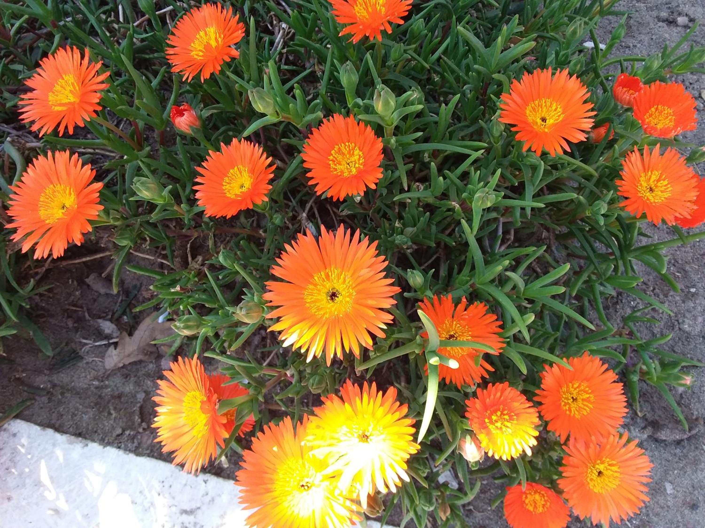 Camere Sul Mare photo 2