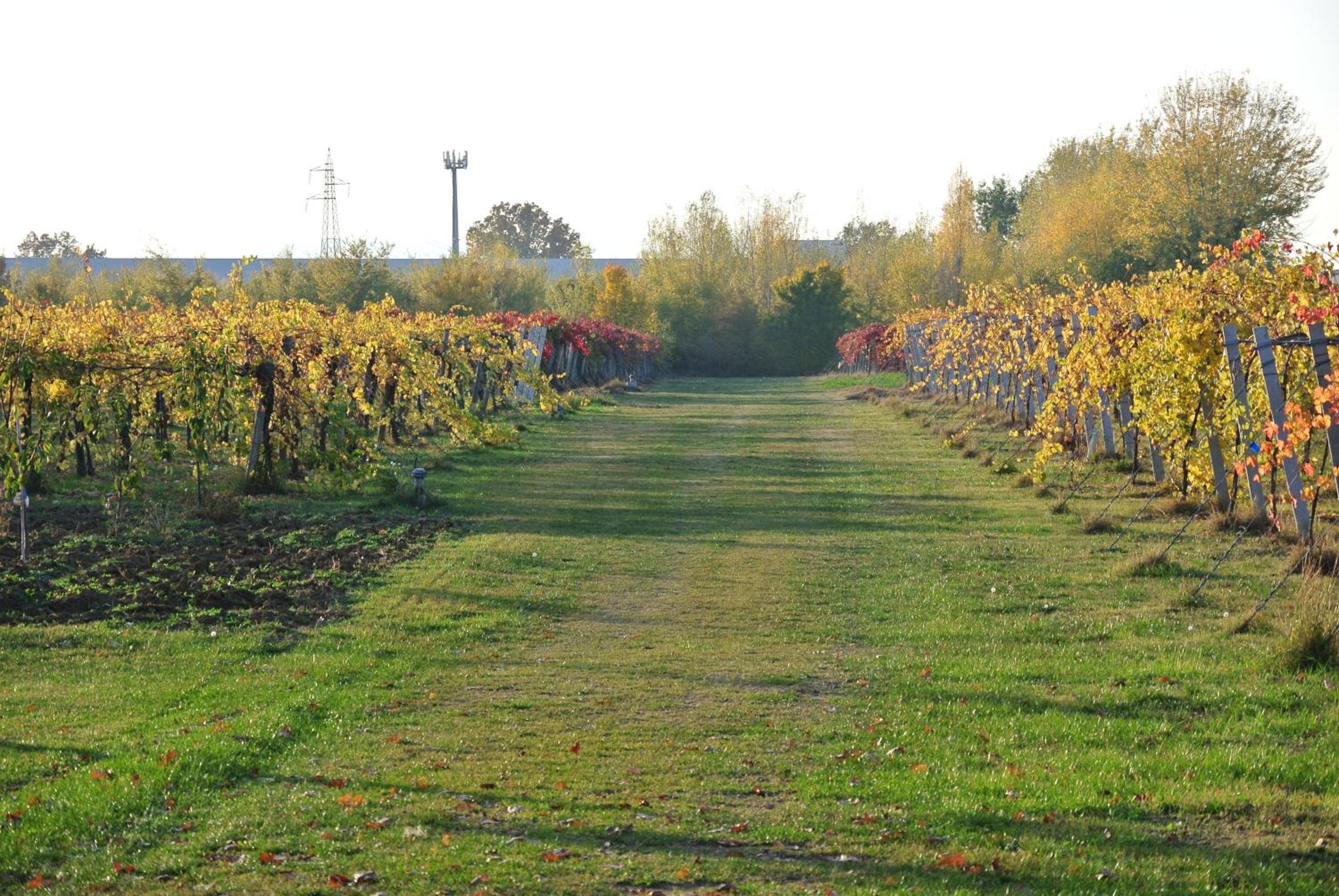 Alloggio Cantalupo view 2