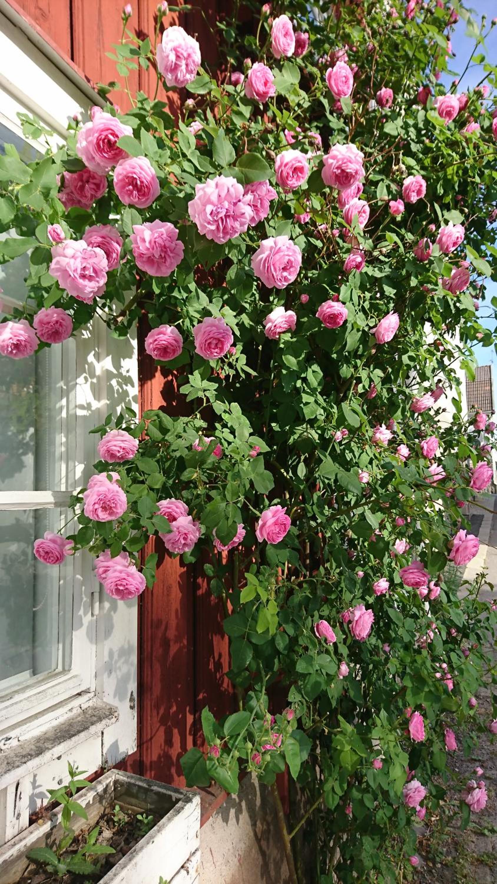Garvaregården Hotel , B&B och Café