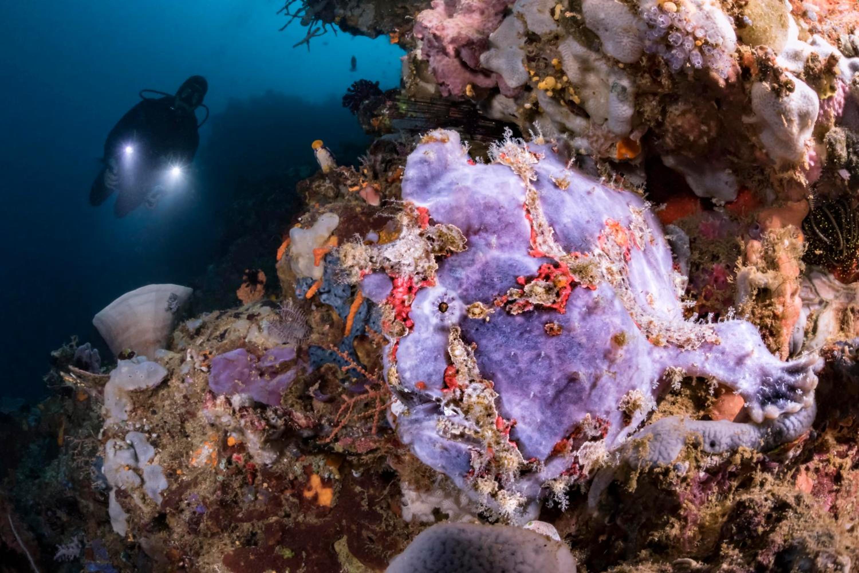 Murex Bangka Dive Resort