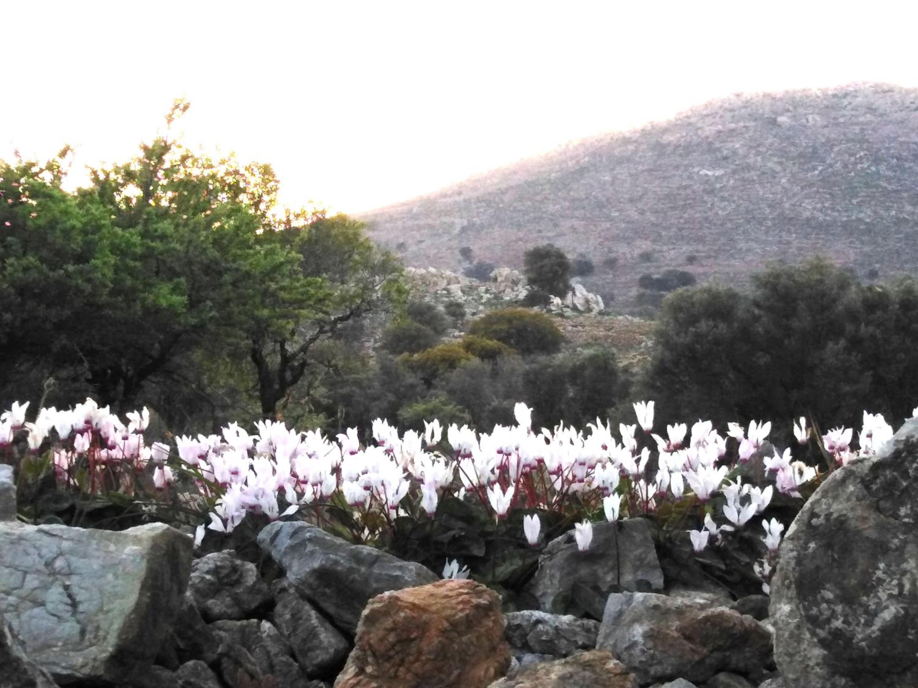 Tilos Island house