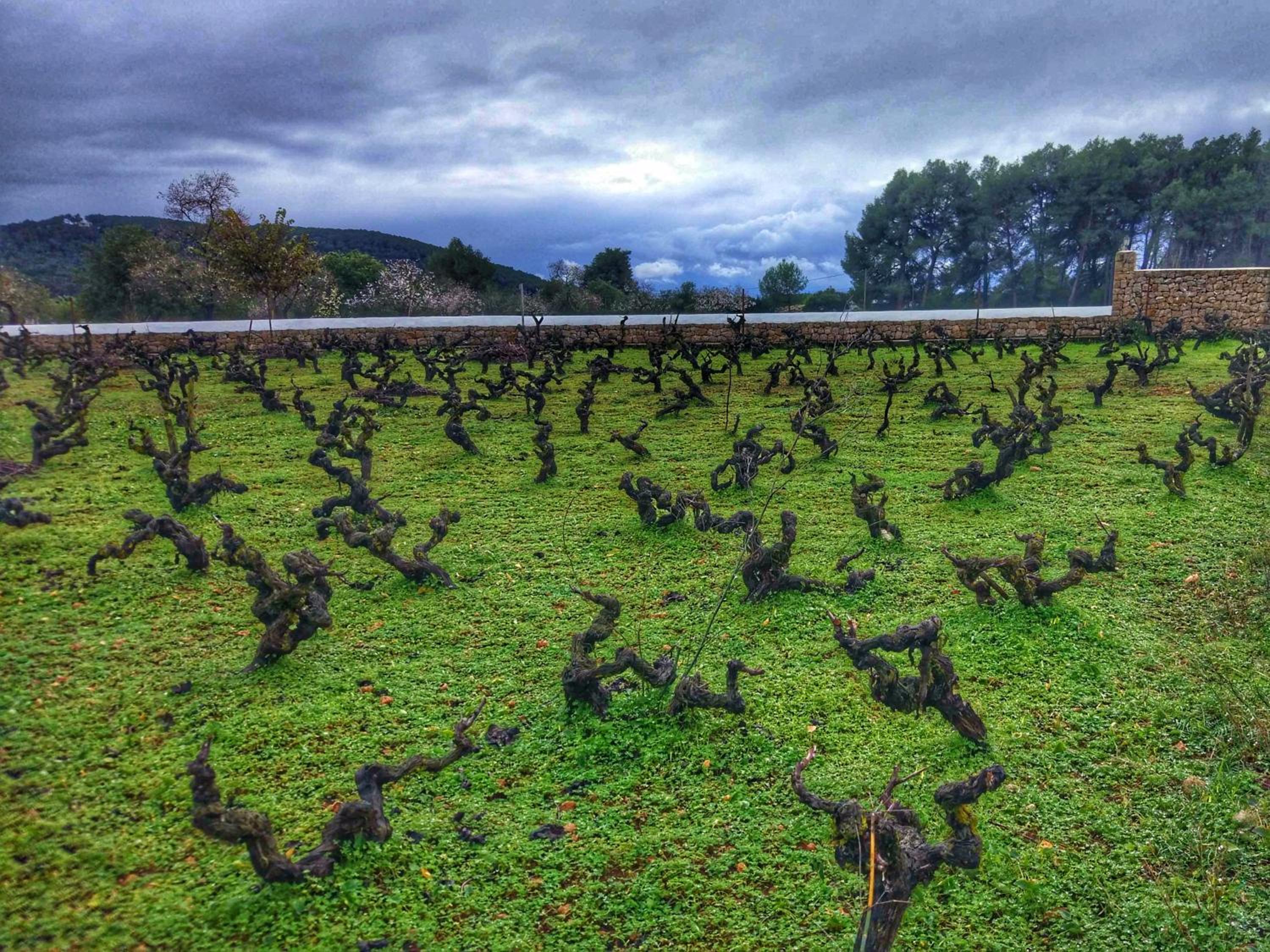 Agroturismo Sa Vinya d'en Palerm