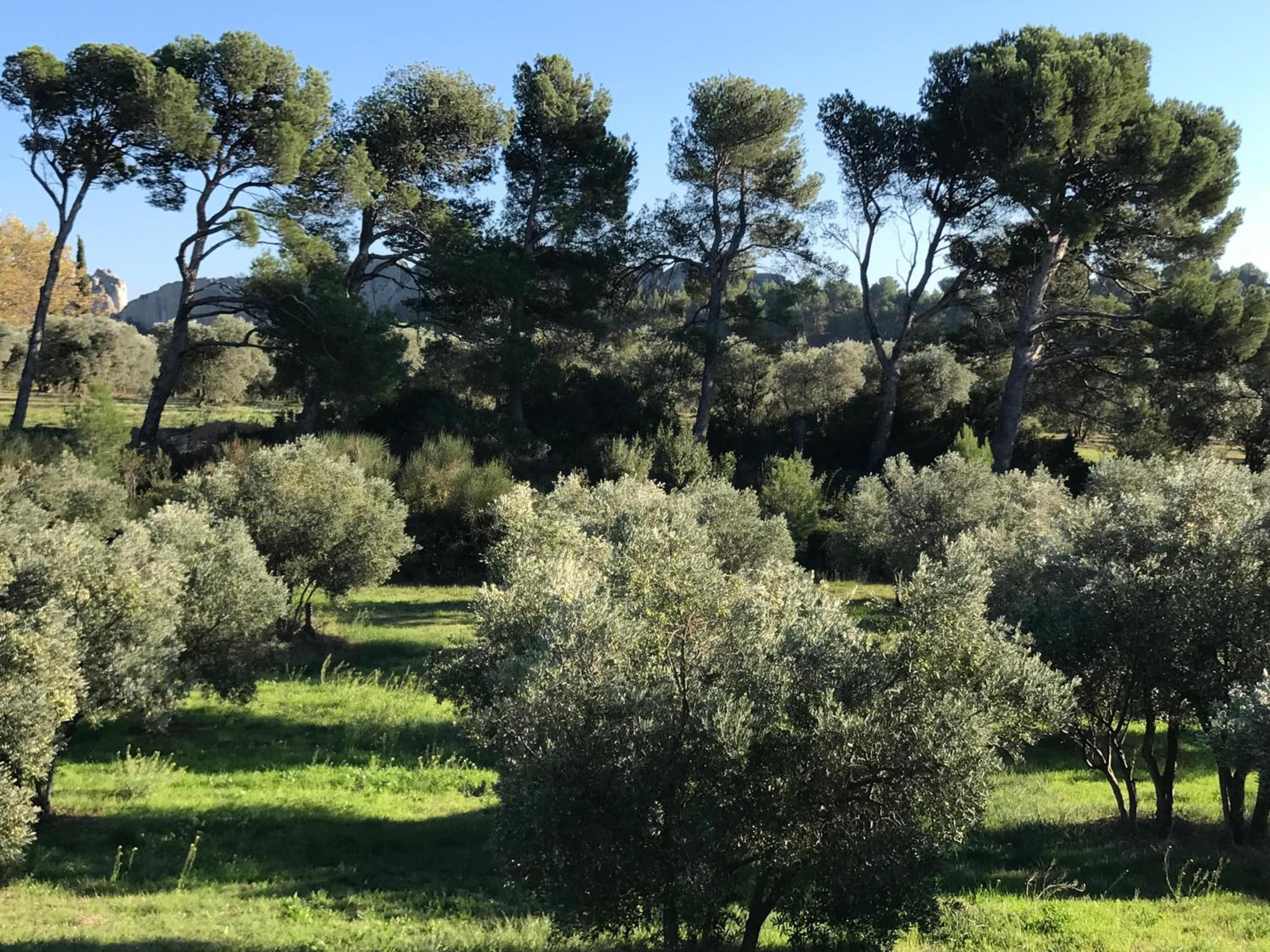 La Bastide des Cyprès