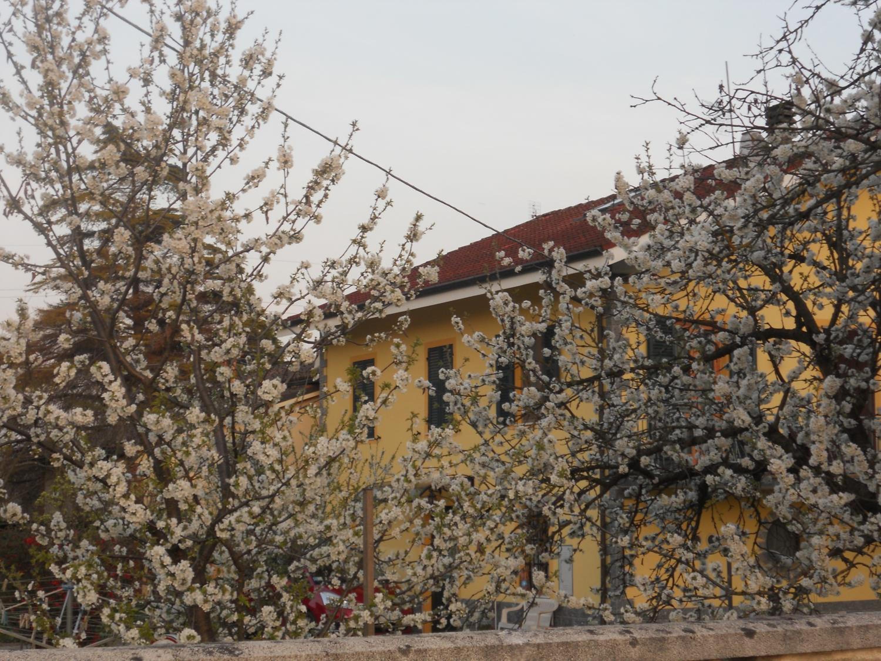 B&B Pervinca