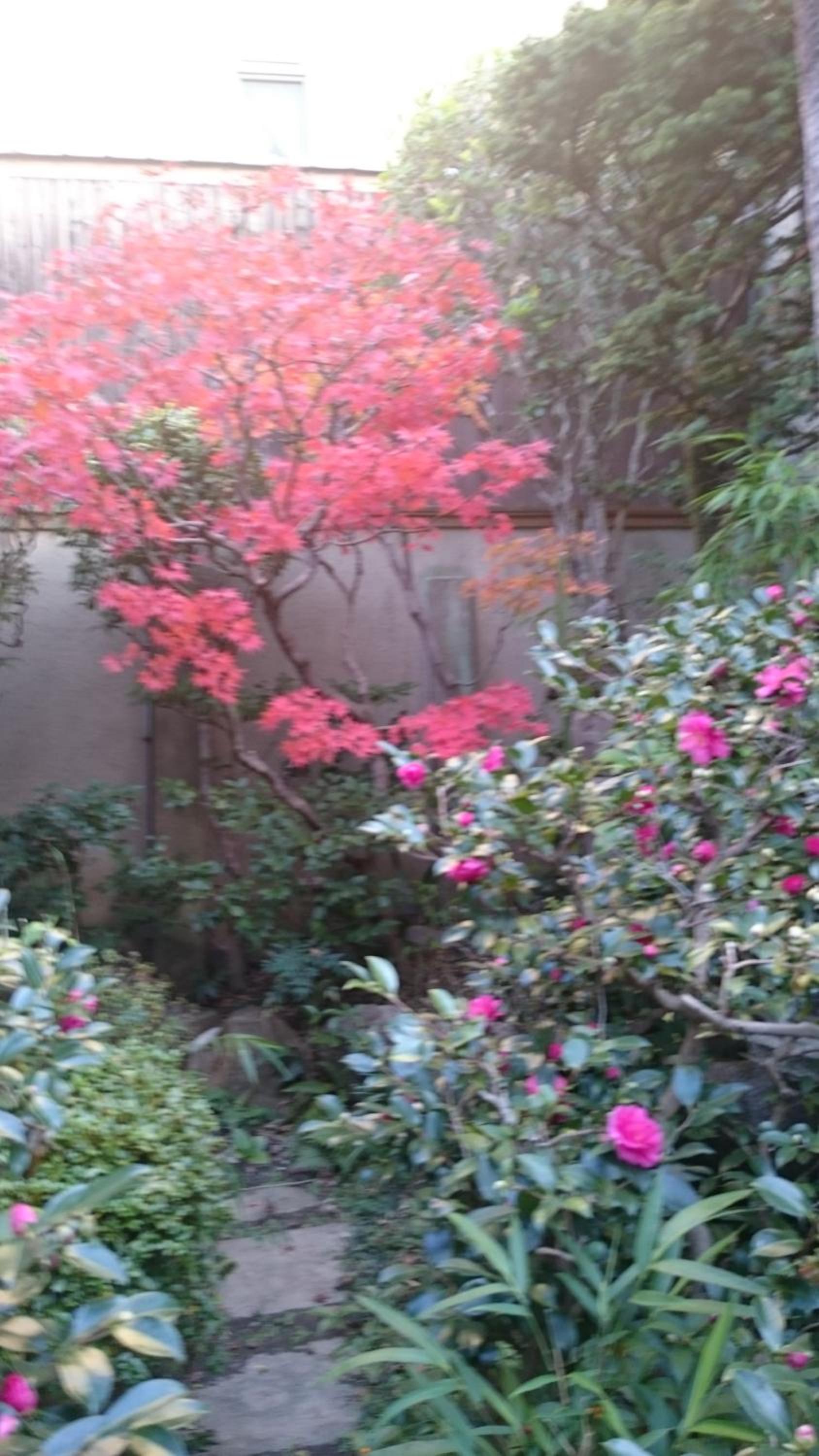 Tsubakiso