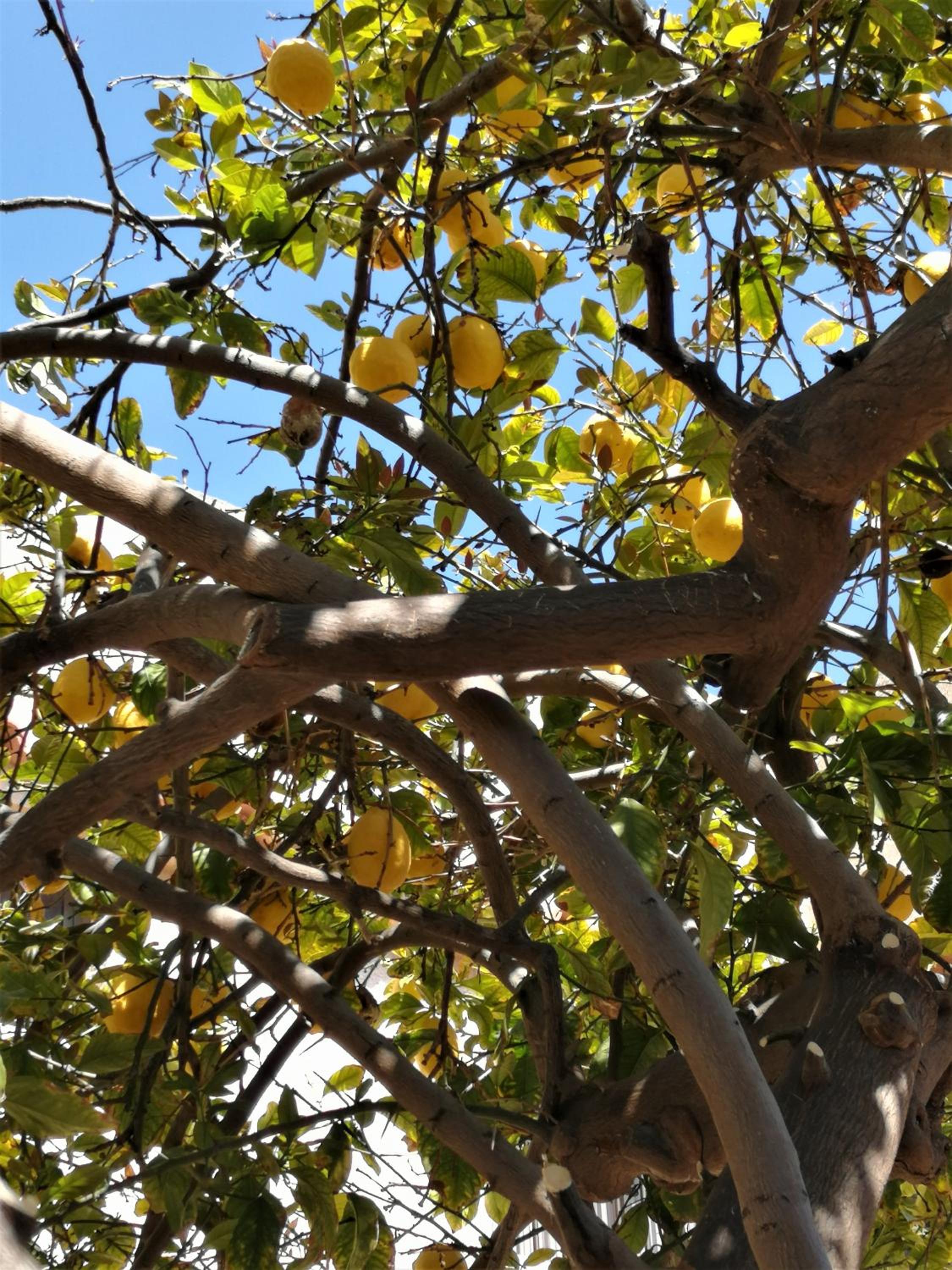Lemon Tree Courtyard
