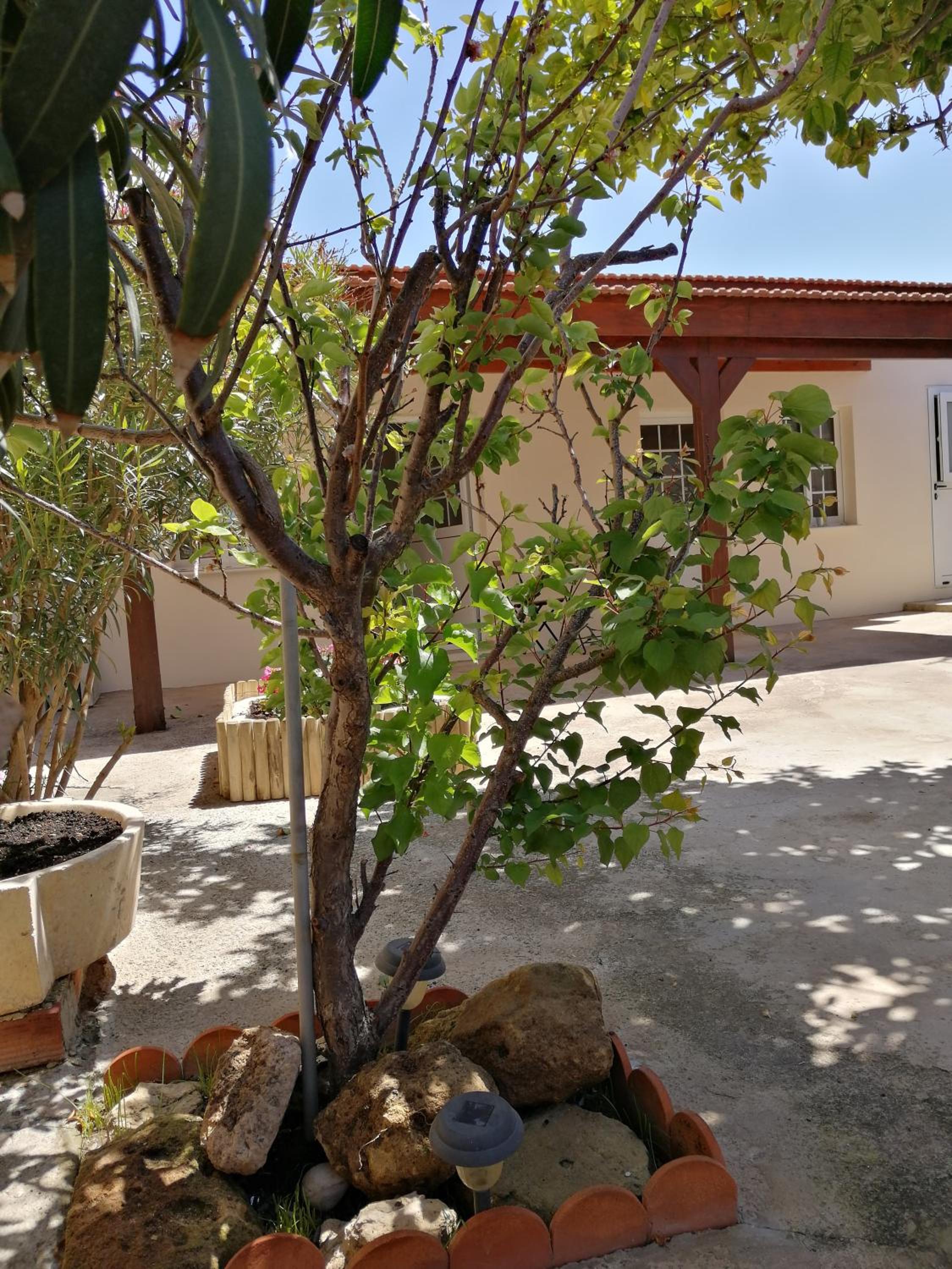 Lemon Tree Courtyard