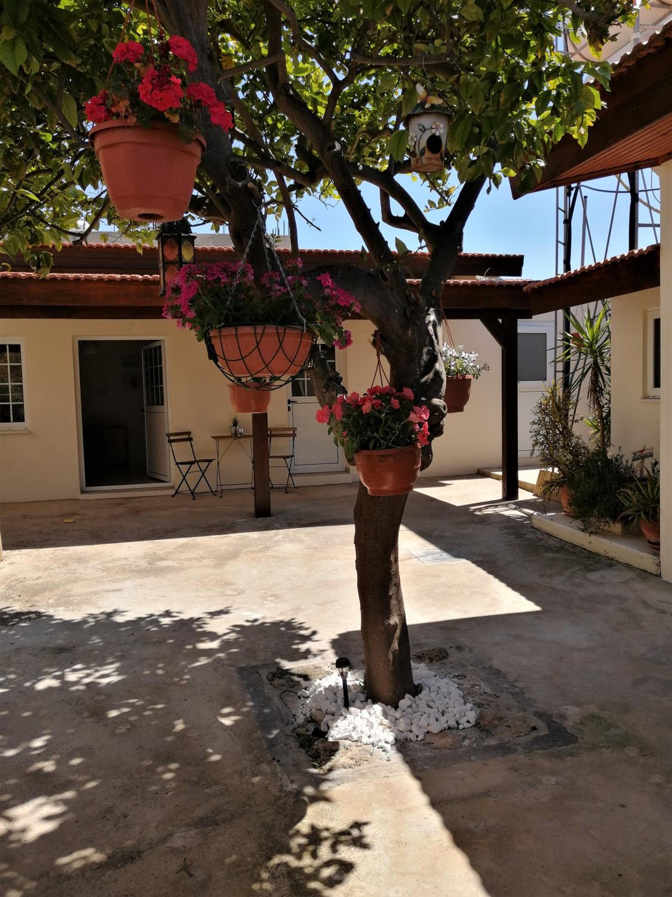 Lemon Tree Courtyard