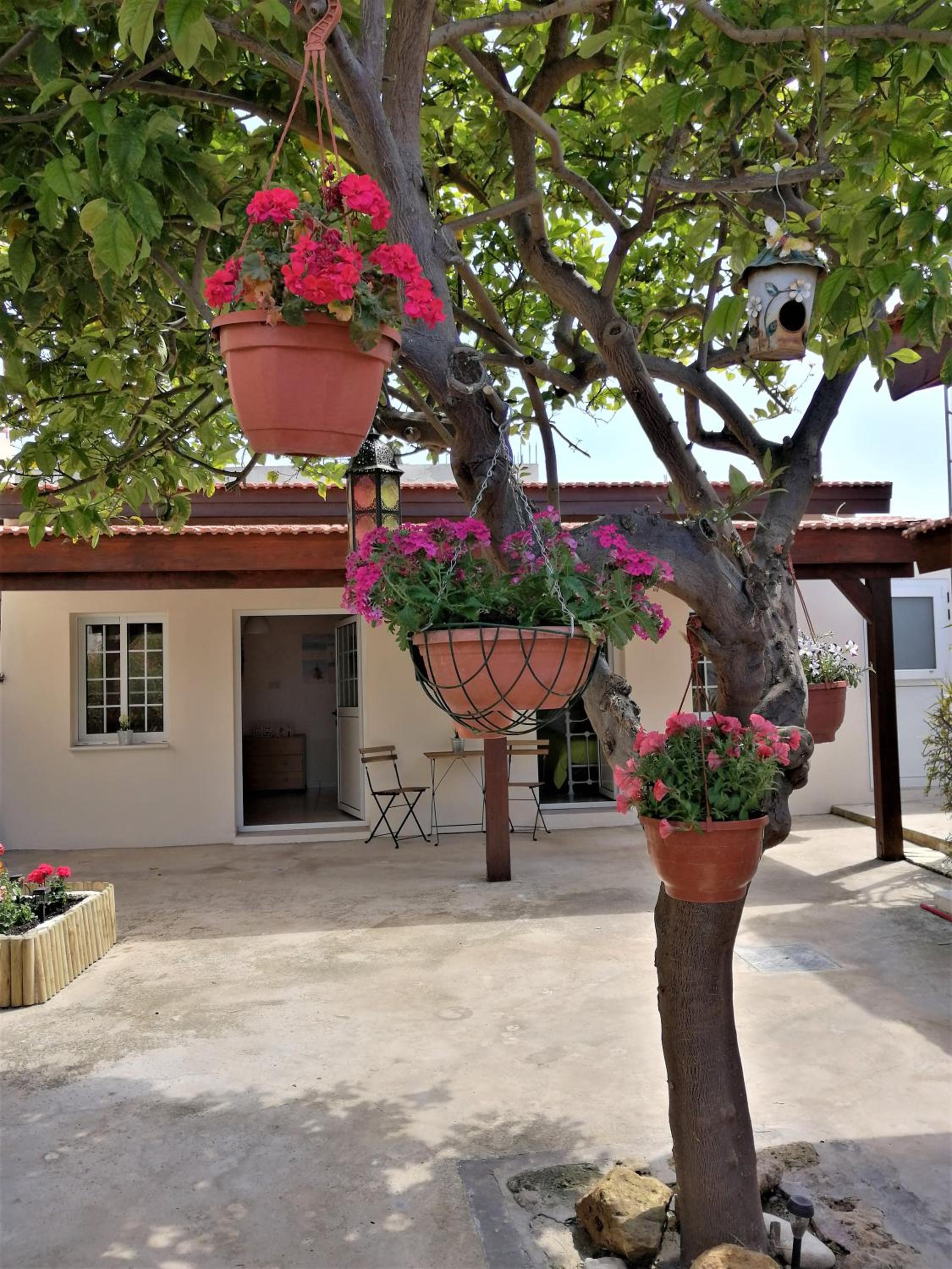 Lemon Tree Courtyard
