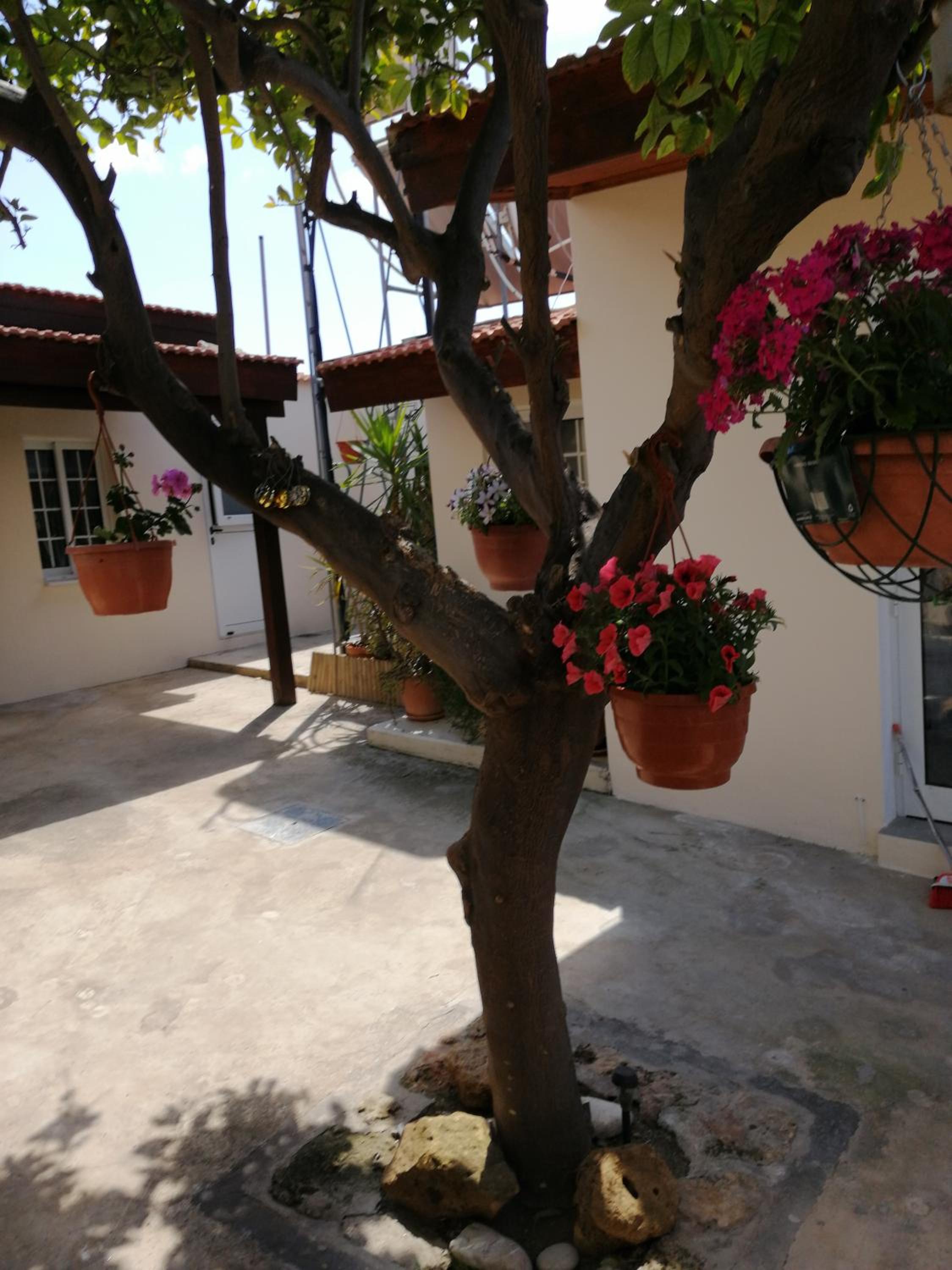 Lemon Tree Courtyard