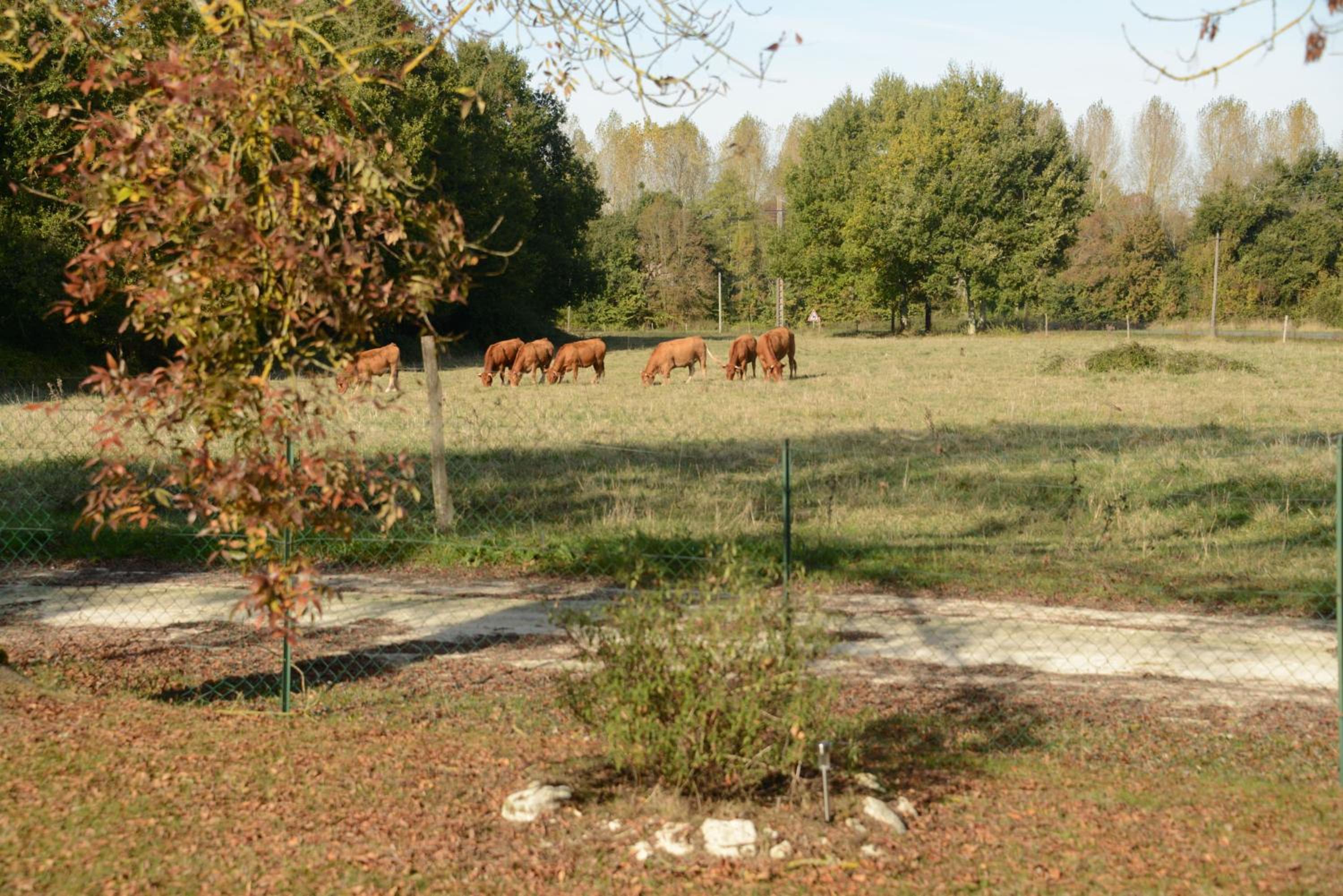 Photo 11