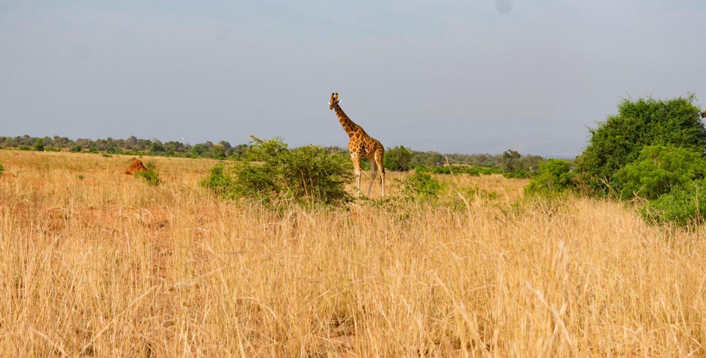 Sambiya River Lodge 18