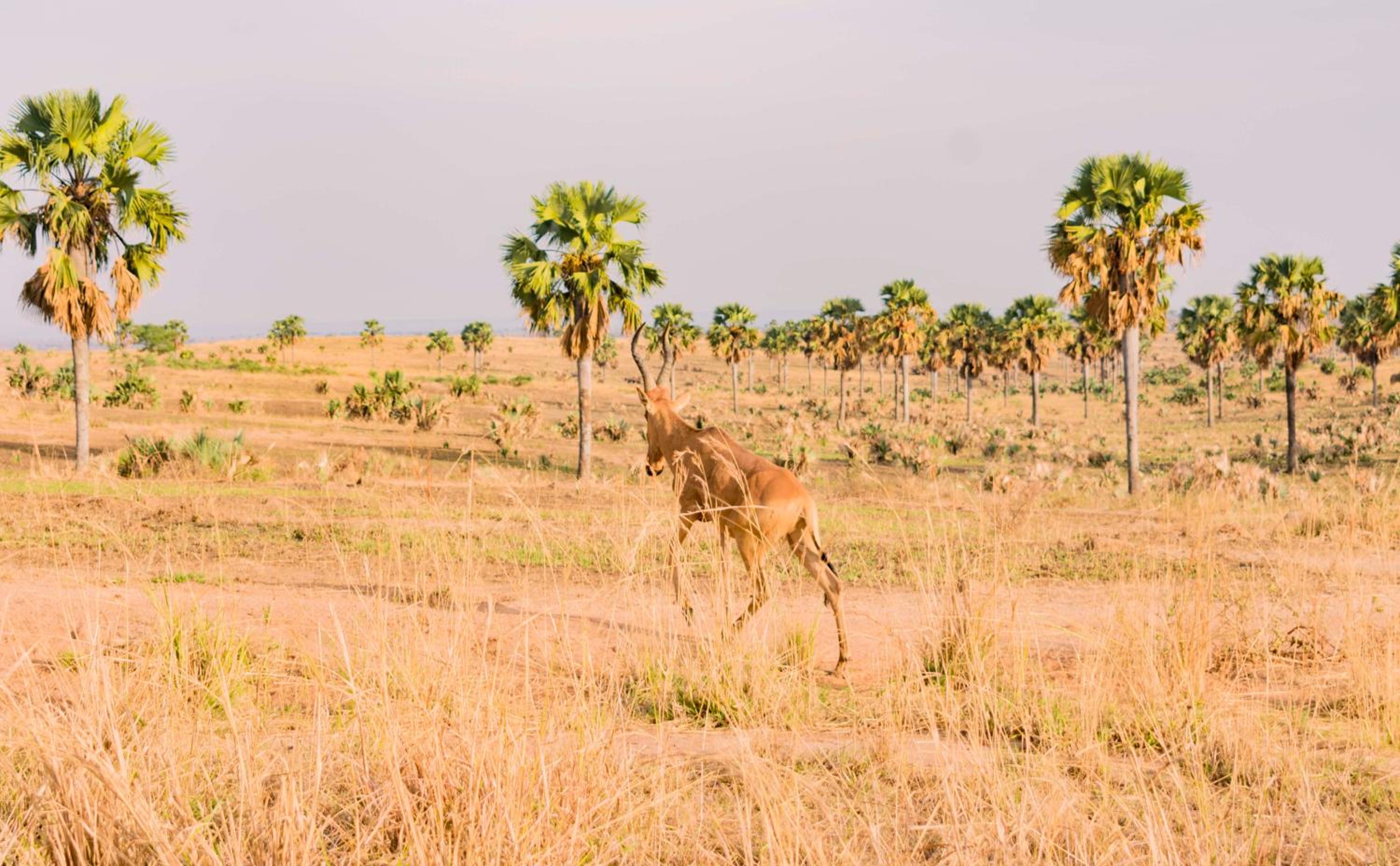 Sambiya River Lodge 17