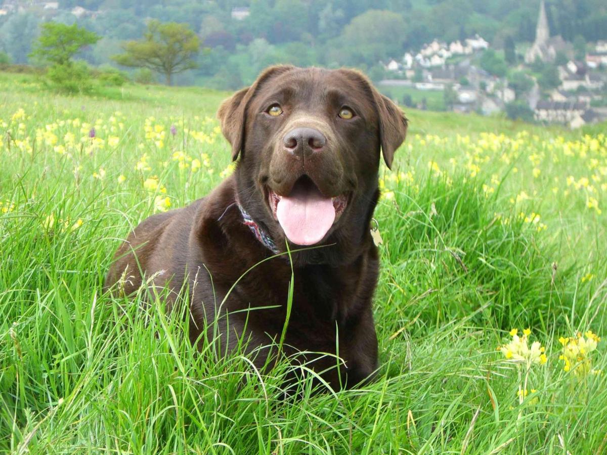 Stroud Vacations - Cotswolds Valleys Accommodation - Medieval Hall - Exclusive use character three bedroom holiday apartment - Property Image 18