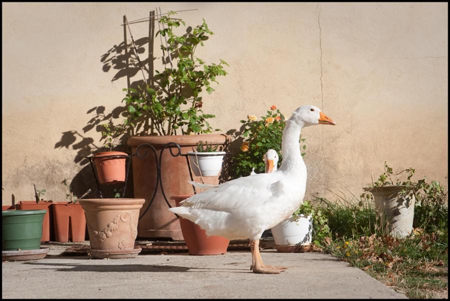 La Fontaine