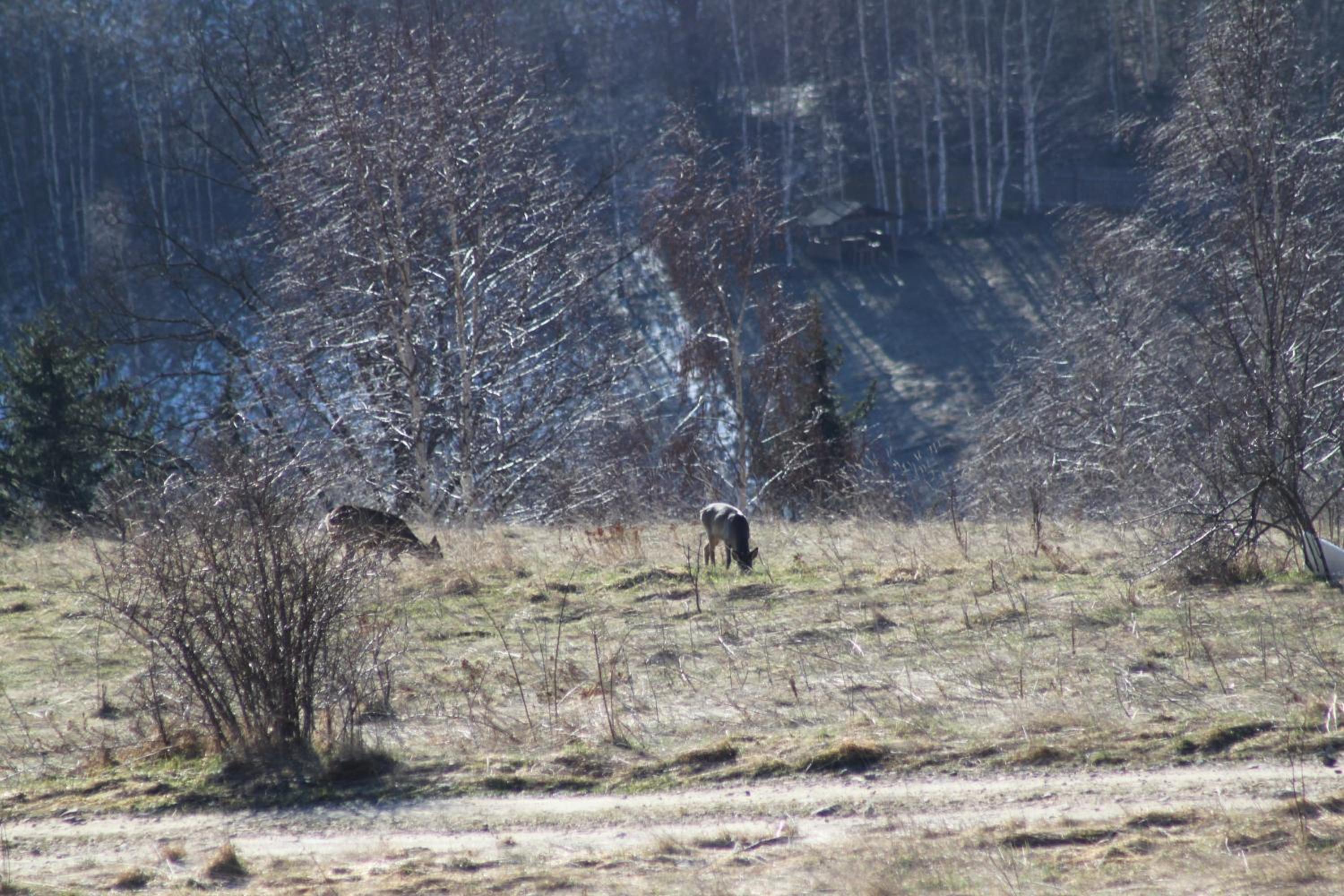 Photo 41