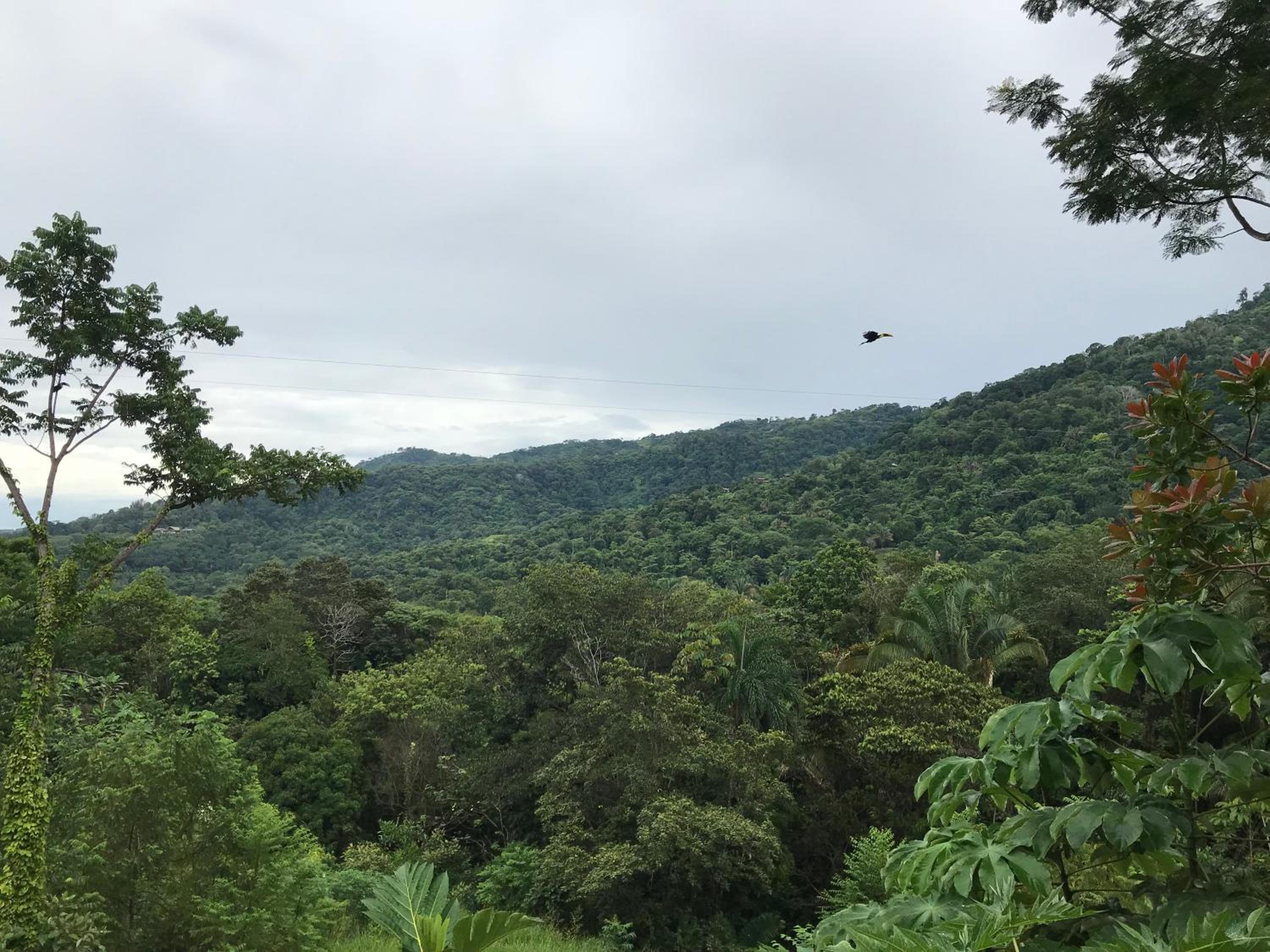 Bambura Hermosa villas