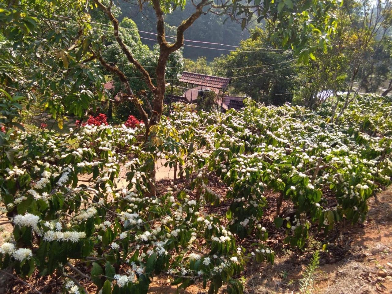 Three Hills Resort & Spa, Coorg