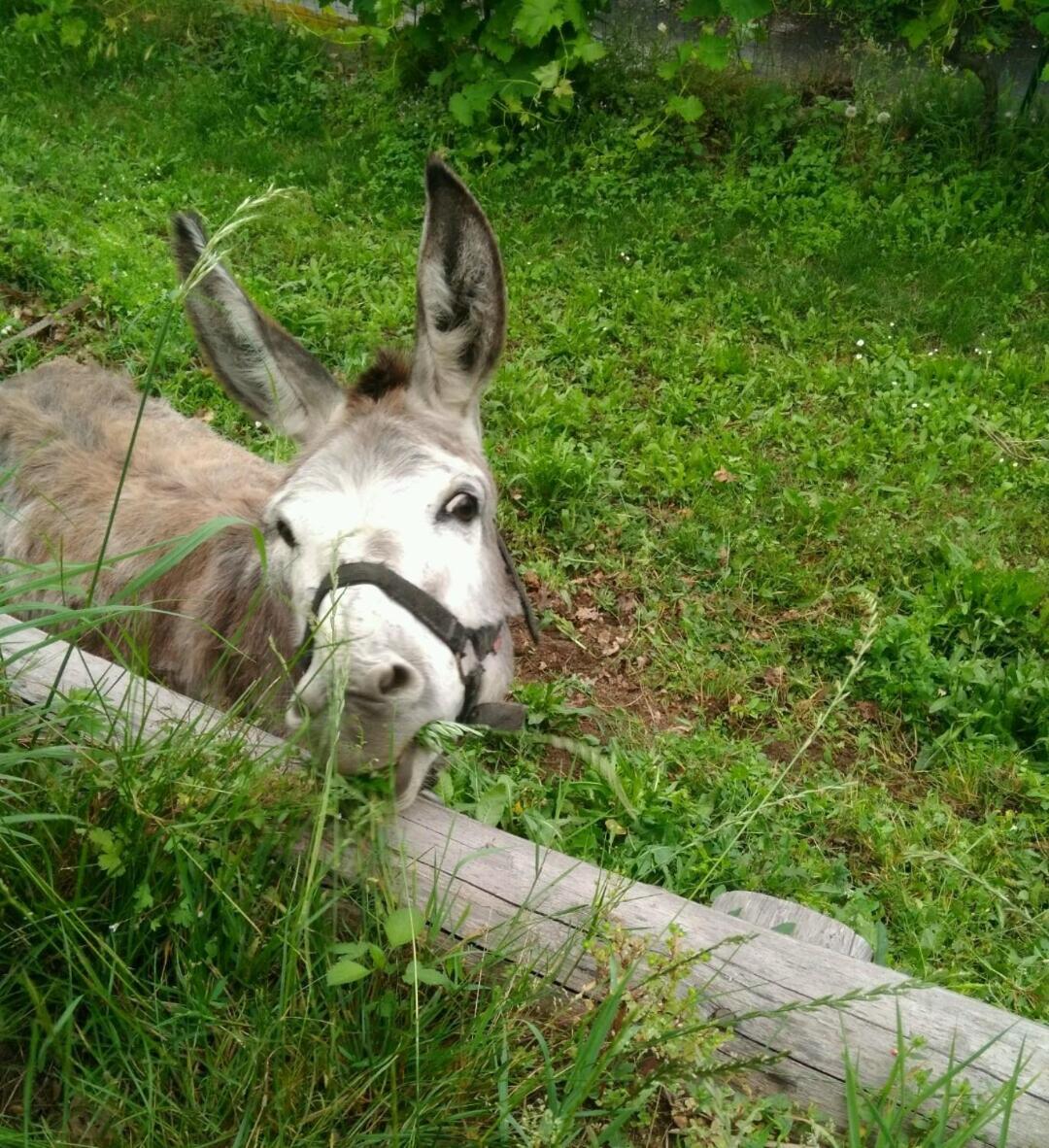 Segni e Impronta view 5